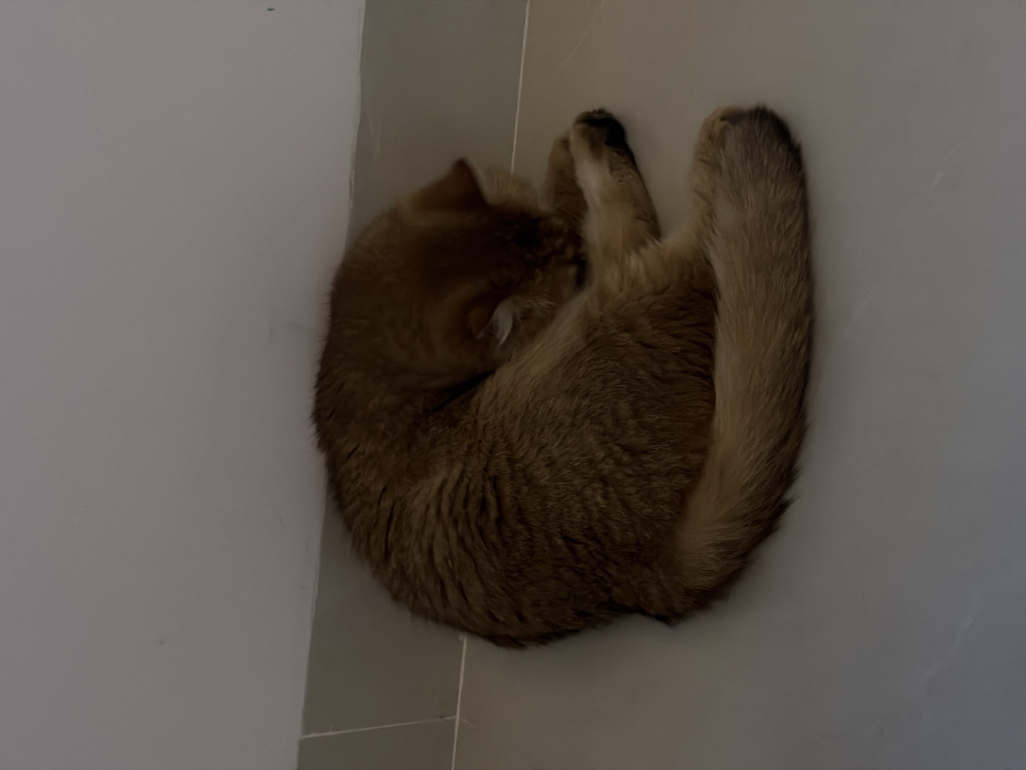 A fluffy, ginger cat is curled up sleeping in a tight ball on a light-colored tiled floor. The cat's head is tucked into its body, obscuring its face. The background consists of a light-colored wall and baseboard. There are no people or other objects visible. The image appears to be taken indoors, possibly in a residential setting. There is no indication of the cat's location within Đà Nẵng, Vietnam.