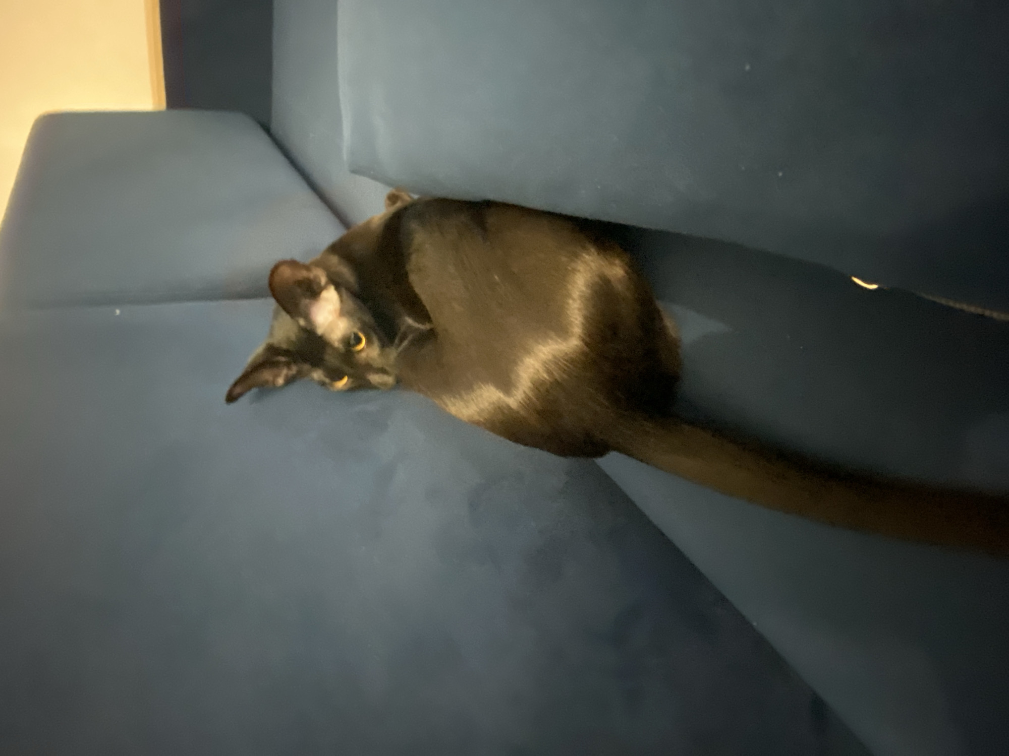 A black cat with yellow eyes is lying on a blue sofa. The cat is positioned between the back of the sofa and the seat cushion. The cat's tail extends to the right side of the frame. The scene appears to be indoors.