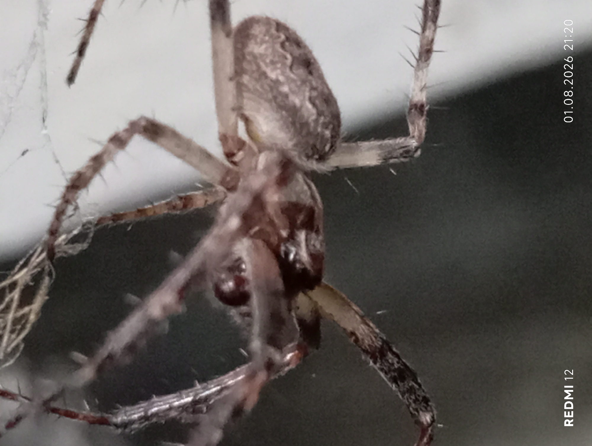 A close-up, high-angle shot shows a small spider with spiky legs and a patterned abdomen suspended by thin strands of webbing against a blurred background that appears to be a wall or outdoor surface. The spider is positioned in the center of the frame, with its legs splayed out. The lower right corner of the image displays a timestamp "01.08.2026 21:20" and the text "REDMI 12". The overall impression is one of a detailed macro photograph capturing an arachnid in its natural environment. No specific location within the city of Smila, Ukraine, can be determined from the visual information provided.