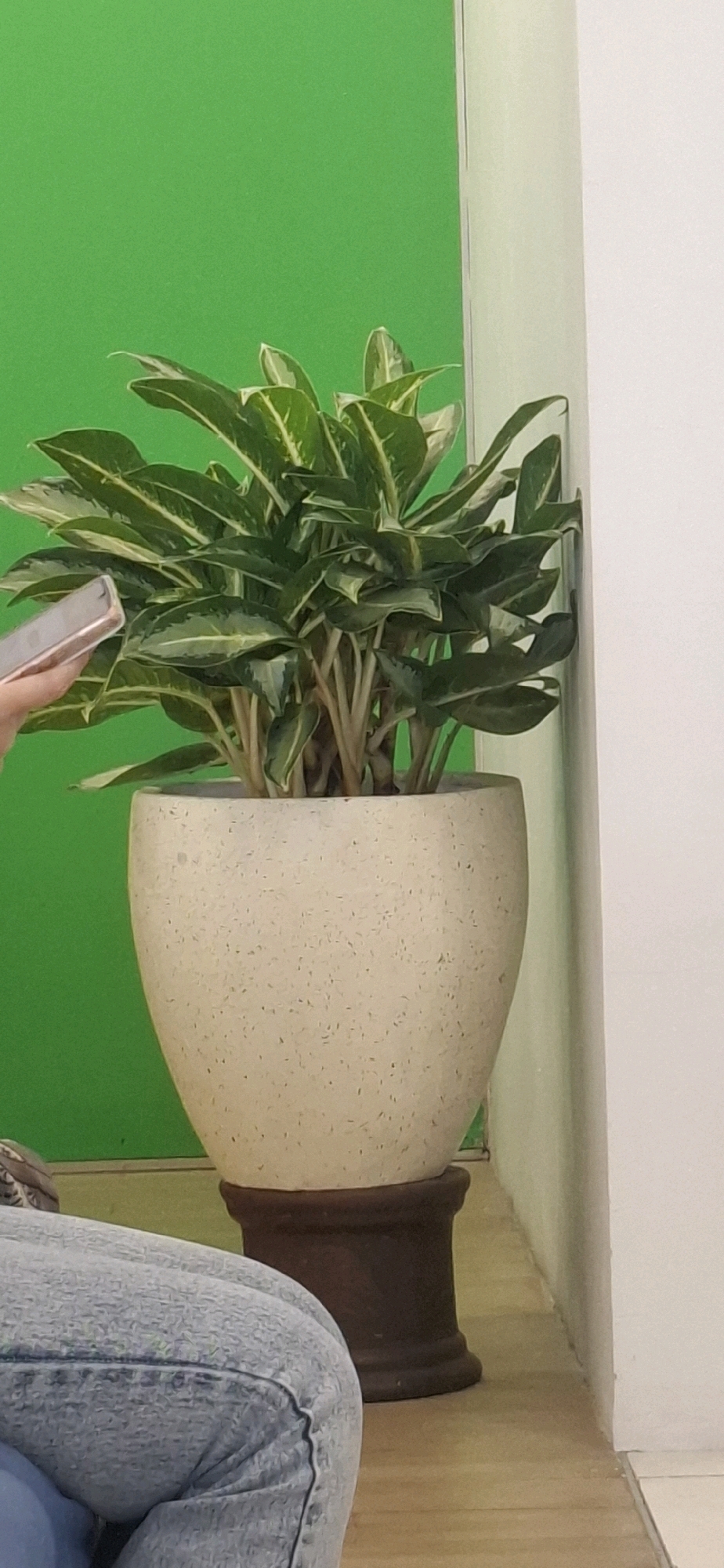 A close-up, indoor shot features a potted plant with lush green and white variegated leaves. The plant is housed in a speckled beige pot, which rests on a dark brown pedestal. To the left, a person's hand is holding a mobile phone. The background consists of a vibrant green wall on the left and a white wall on the right. The floor appears to be wooden planks. The scene suggests a domestic or office setting, possibly in the city of Surakarta, Indonesia, given the characteristic green screen often used in studios and the general aesthetic.