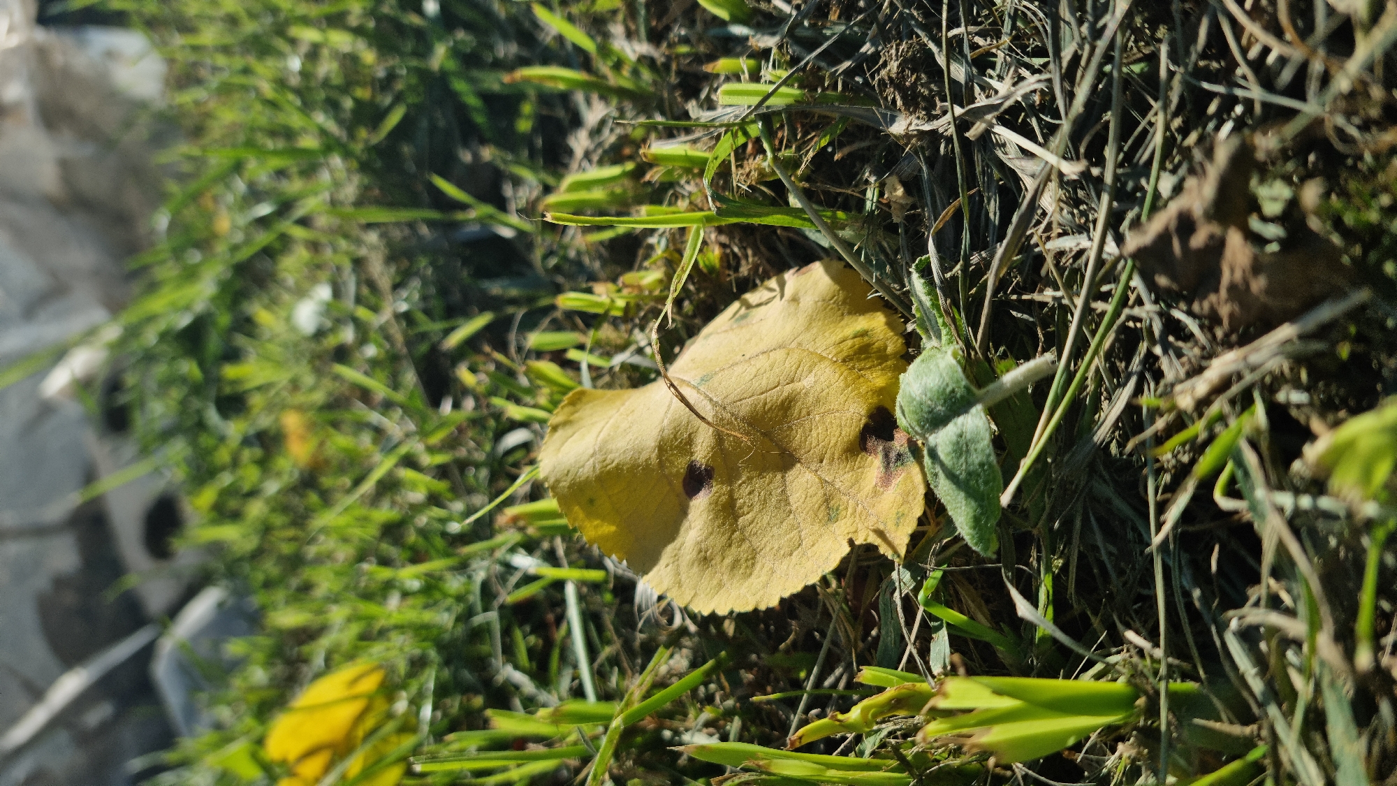 A close-up, low-angle shot focuses on a fallen yellow leaf resting on dry grass and dark soil, with some green shoots of new growth emerging from the ground. The leaf is textured and shows several dark spots. A small, fuzzy green sprout with two leaves is visible in front of the yellow leaf. The background is blurred, showing more grass and possibly some debris. The lighting suggests it is daytime, with sunlight casting shadows. The image was taken in the city of Vysokoe, Russia.
