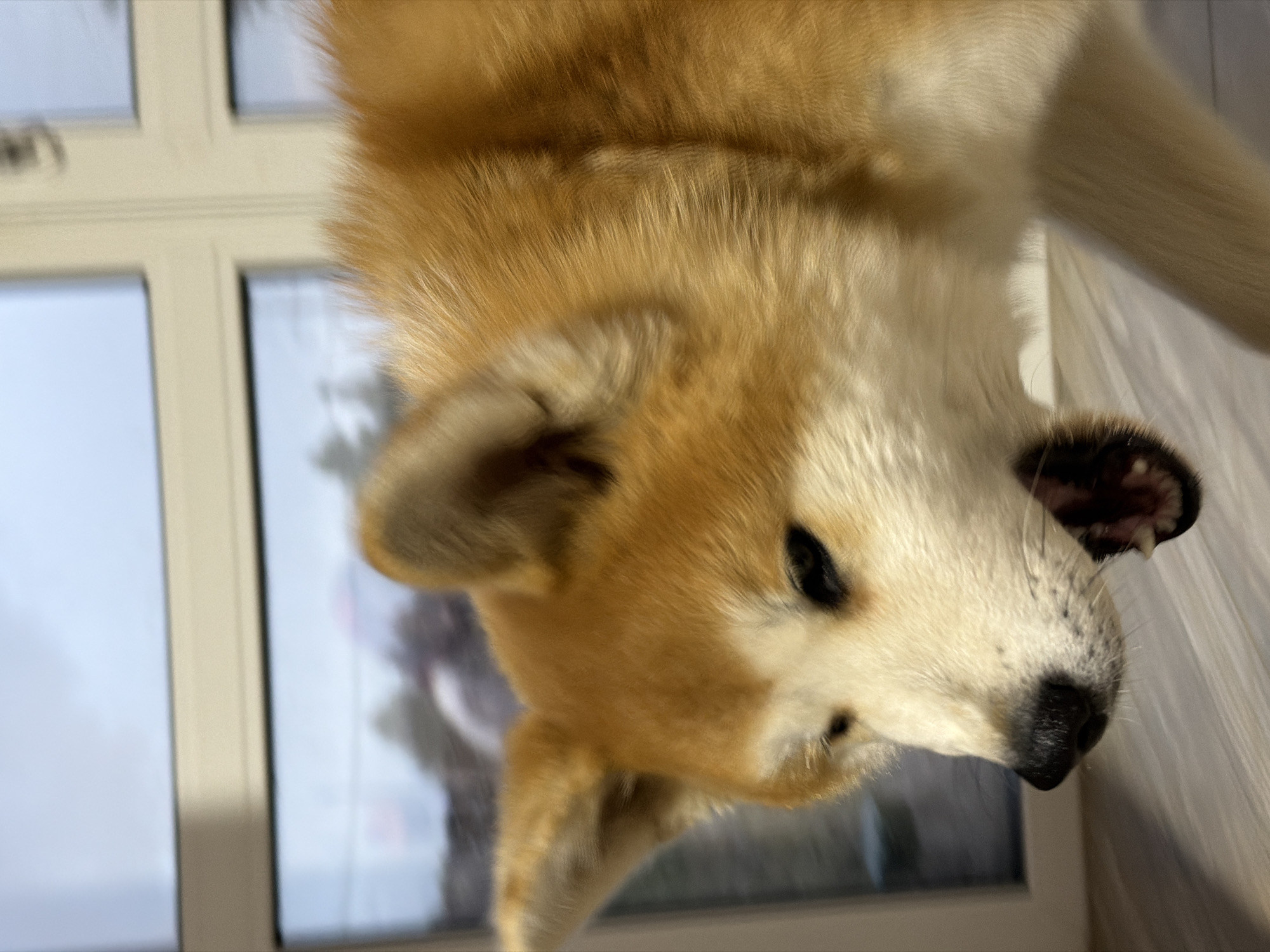 The image presents an upside-down, close-up portrait of a medium-sized dog, likely an Akita or Shiba Inu breed, in an indoor setting in Chaikovsky, Russia. The dog's head dominates the frame, appearing to be looking downwards and towards the lower right if the image were correctly oriented.
The dog exhibits a reddish-tan coat on its back, top of the head, and outer ears, contrasting with soft white fur on its face, chest, and underbelly. Its pointed ears are slightly laid back, and its dark, expressive eyes are visible. A black nose stands out against its white muzzle, which has subtle dark speckles. The dog's mouth is slightly ajar, revealing a hint of pink gums and teeth. The fur appears thick and well-groomed.
The background shows a window with light-colored frames, suggesting a well-lit room with natural light. The view outside the window is blurred, indicating an overcast or cloudy sky, with faint, indistinguishable shapes that could be trees or buildings. To the right of the dog's muzzle, a white or cream-colored curtain or piece of fabric is partially visible. The dog's posture and direct gaze suggest it is alert and curious, possibly observing something outside or below its vantage point. There is no visible text in the image.