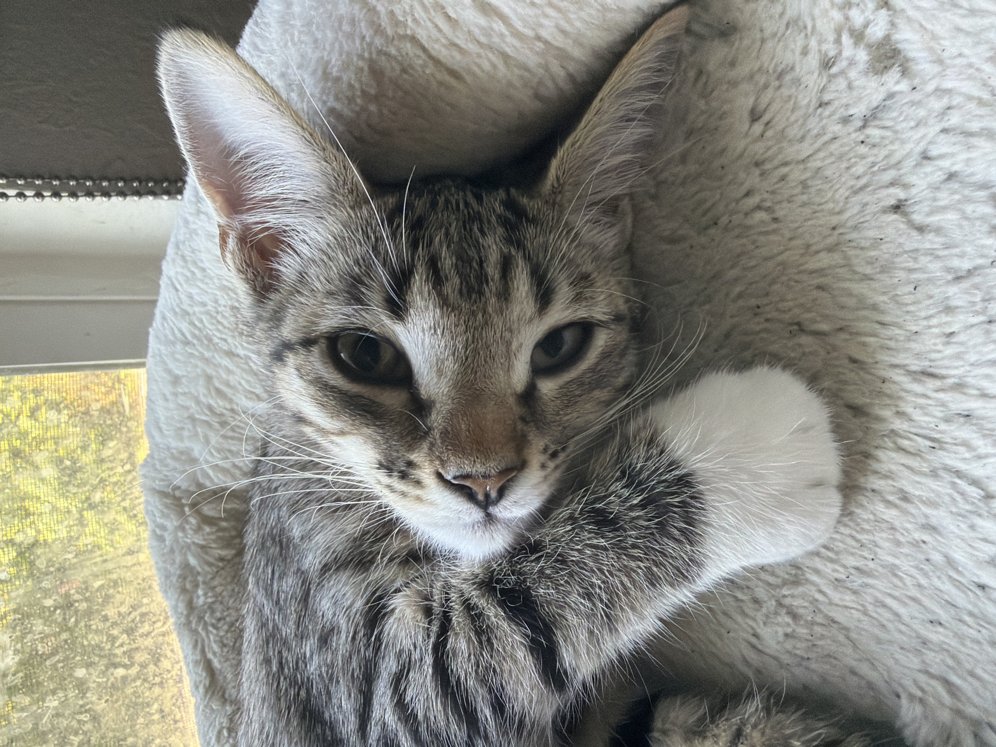 A close-up, eye-level shot shows a tabby cat lying on its side on a plush, cream-colored surface. The cat's head is tilted, with its face towards the camera. Its eyes are dark and alert, and its ears are large and pointed. The cat has distinctive tabby markings in shades of brown, gray, and black, with white paws. The background is slightly blurred, with a window showing a glimpse of greenery and sunlight, suggesting an indoor setting near a window. The overall impression is one of relaxation and contentment. There is no information in the image to indicate its location in Sacramento, United States of America.