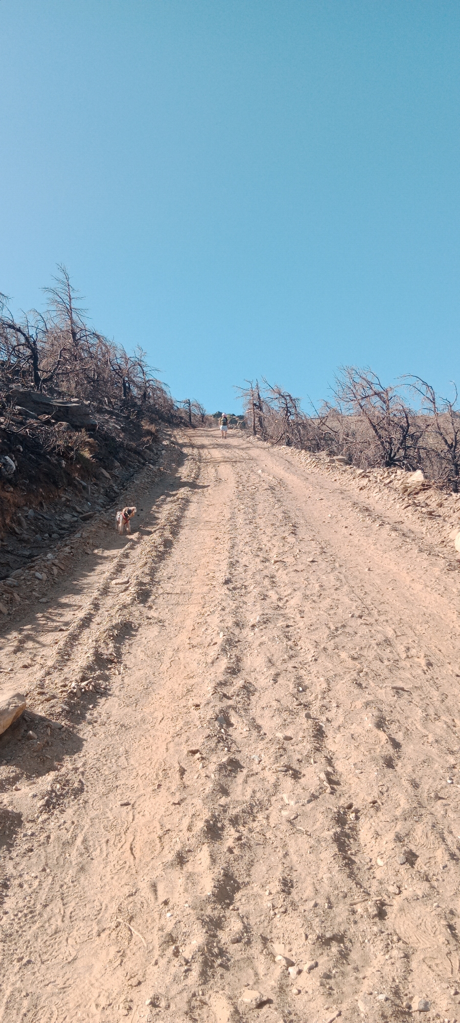 The image depicts a steep, dirt road ascending a barren hillside under a clear blue sky. The landscape is characterized by the remnants of a fire, with numerous charred, skeletal trees lining both sides of the road. On the left side of the road, a small, light-colored dog, wearing a red harness, stands on the rocky incline. Further up the road, a person, appearing to be a female, is walking away from the camera, heading towards the summit. The road surface is composed of loose dirt and gravel, with distinct tire tracks visible. The overall scene suggests a post-fire environment in a rural or mountainous area, possibly a hiking trail or unpaved access road. The location is identified as Cerezo de Arriba, Spain.