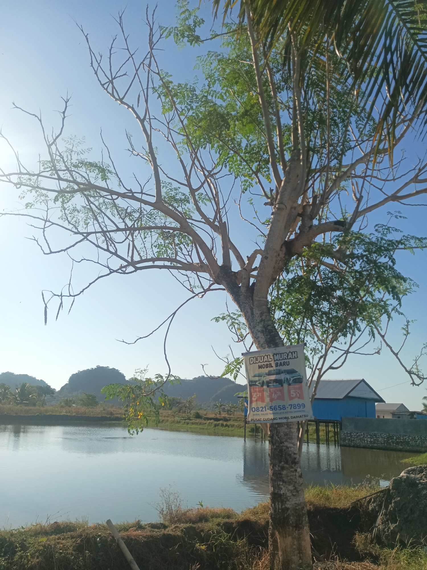 The image depicts a serene landscape in Bowong Cindea, Indonesia, with a focus on a tree in the foreground that has a sign attached to its trunk. The sign, featuring images of cars and text in Indonesian, appears to be an advertisement for a car dealership, possibly selling new cars at a low price ("DIJUAL MURAH MOBIL BARU"). The tree itself is a significant element, with numerous thin branches extending outwards, some bearing seed pods, and a few palm fronds visible at the top right of the frame.
Behind the tree, a calm body of water, likely a pond or lake, reflects the clear blue sky. On the far side of the water, a simple blue building on stilts stands, with a stone wall in front of it. The background reveals rolling hills and sparse vegetation, characteristic of a rural or semi-rural setting. The lighting suggests it is daytime, possibly morning or late afternoon, given the soft sunlight. No people are visible in the image, but the presence of the advertisement and the building suggests human activity in the area. The overall impression is one of tranquility, with the advertisement being the sole indicator of commercial interest in this otherwise natural scene.