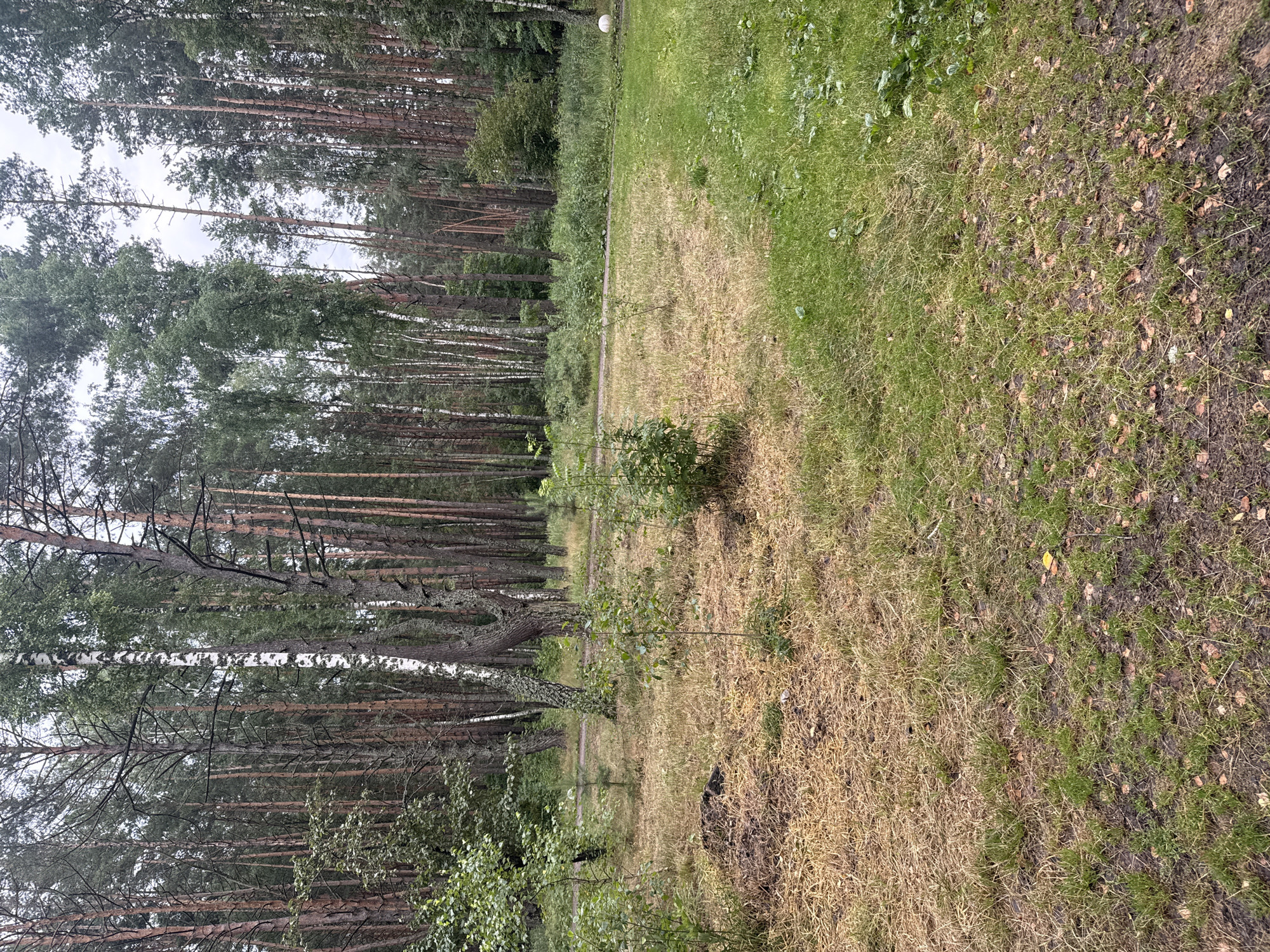 The image depicts a forest clearing in Leninskii, Russia. The foreground features a mix of dry, yellowed grass and patches of green, with some small, young trees growing in the center. To the left, a mound of dark, possibly composted material is visible. Beyond this clearing, a dense forest of tall, thin trees, predominantly pine and birch, dominates the background. A faint dirt path winds through the trees. The sky is overcast, suggesting a cloudy day. A white sphere, possibly a ball, is barely visible in the far right of the image amidst the green grass. There are no people or animals visible.