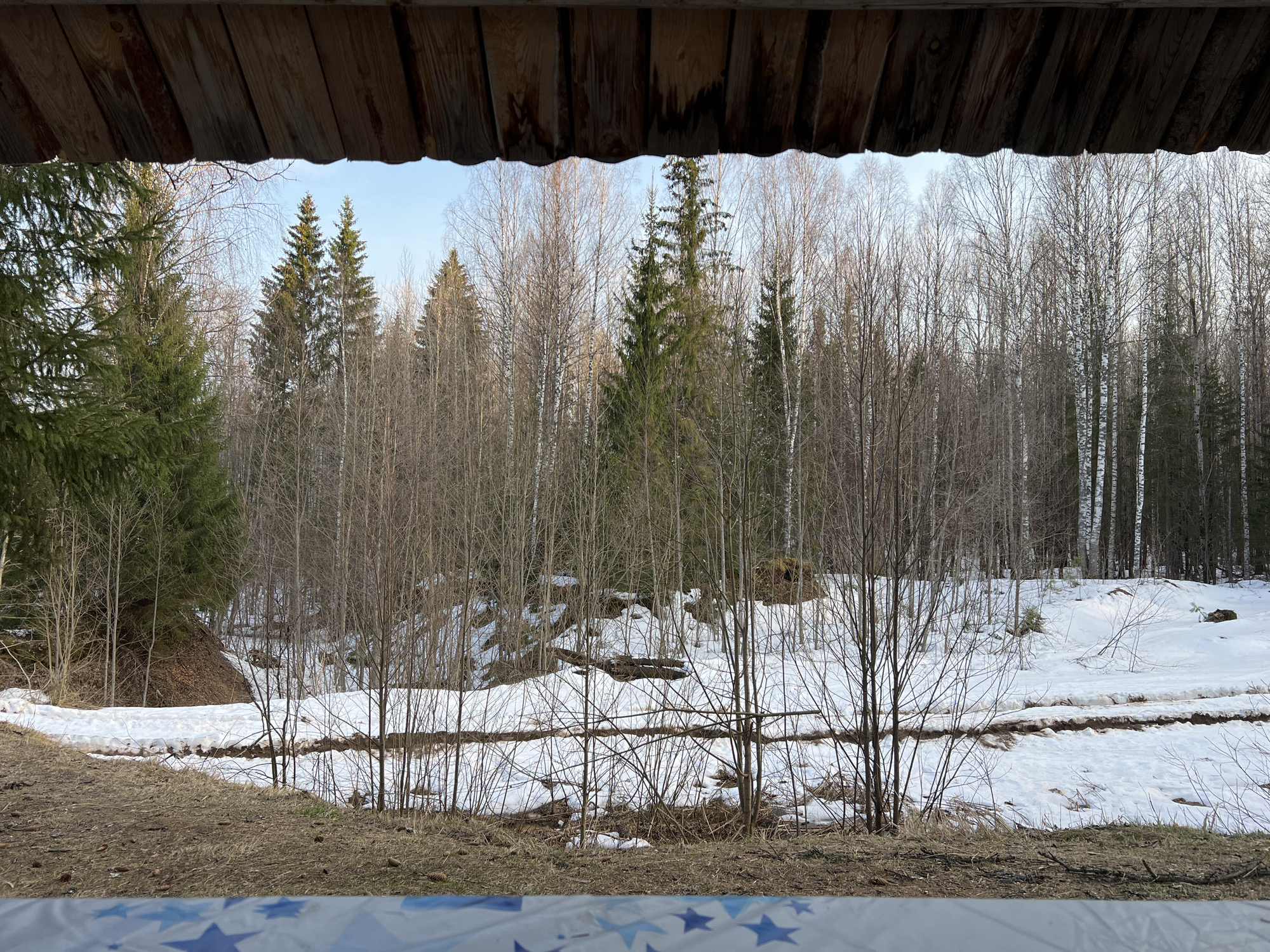 The image depicts a view of a snow-covered landscape in Zhigalki, Russia, as seen from under a wooden structure, likely a porch or similar covered area. The foreground consists of ground transitioning from dry grass to snow, with small, bare bushes interspersed. Beyond this, the scene opens up to a broader view of a forested area mixed with bare trees and coniferous evergreens. A clear demarcation is visible between patches of melting snow and exposed ground. The sky is pale, and the lighting suggests either early morning or late afternoon.