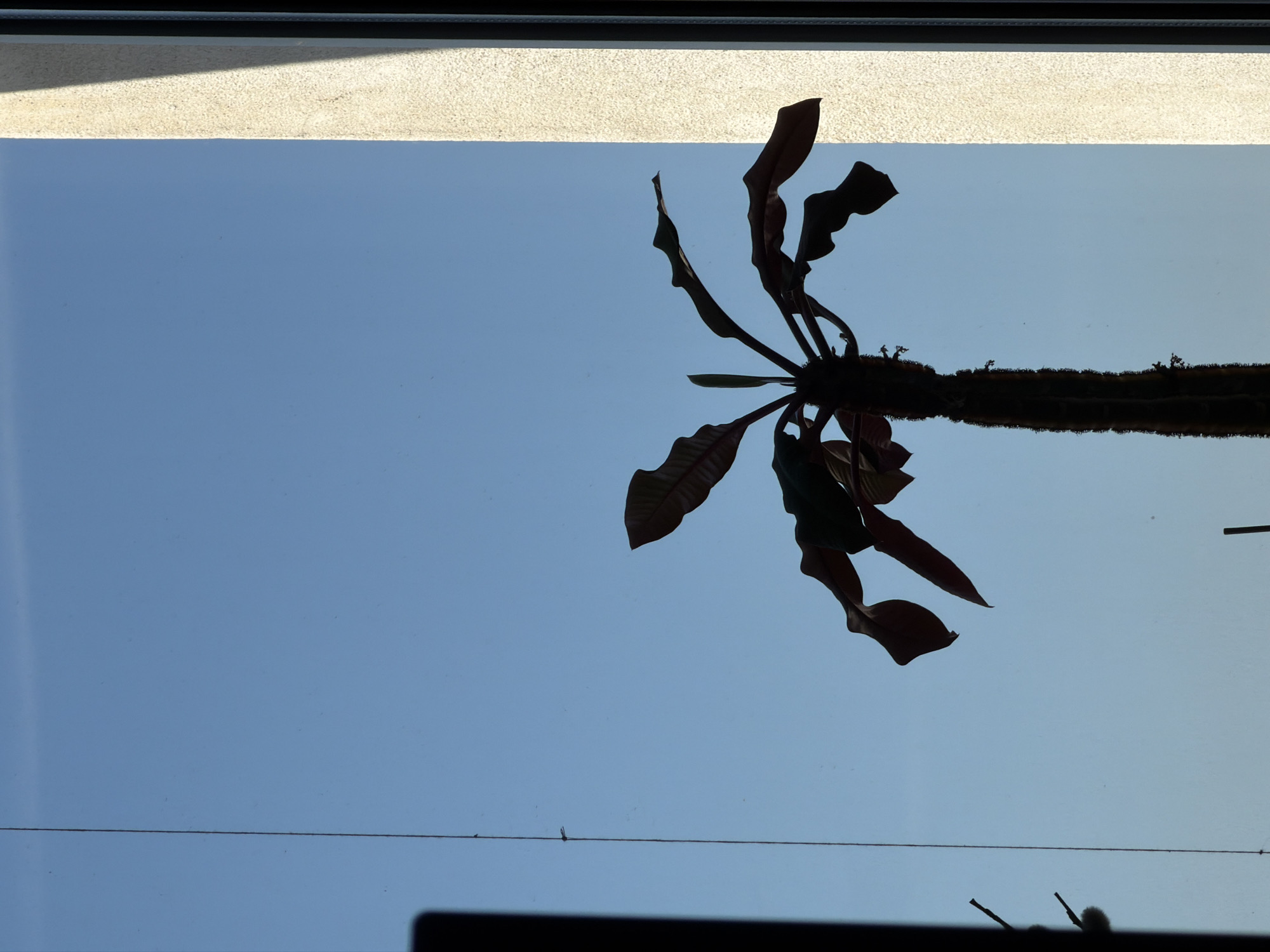 A silhouette of a succulent plant with a thick, textured stem and broad, wavy leaves is shown against a clear blue sky. The plant is positioned in the center of the frame, extending upwards from the bottom. To the right of the plant, a sunlit wall with a rough texture and a shadow line is visible. A thin, dark vertical line, possibly a string or wire, is present to the left of the plant. The image appears to be taken through a window, indicated by the presence of the wall and possibly reflections or smudges on the glass. The overall scene is minimalist and focuses on the contrast between the dark silhouette of the plant and the bright, open sky.