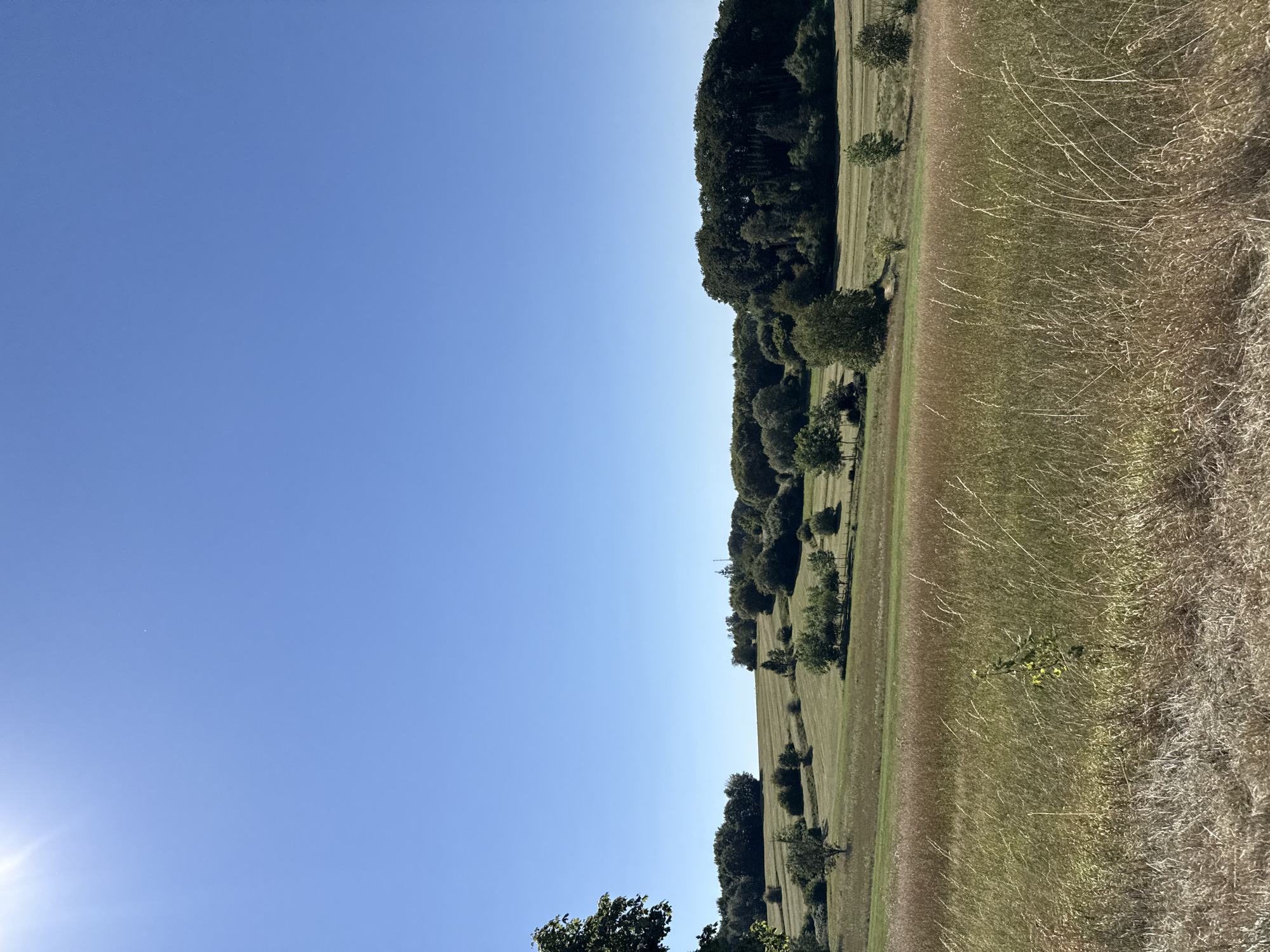 The image depicts a rural landscape under a clear blue sky. In the foreground, tall, dry grasses are prominent, with a small, leafy sapling growing in the center. The middle ground features rolling hills with mown fields and scattered trees, some appearing as individual specimens and others in small groves. Further in the background, a denser treeline of dark green foliage forms a prominent ridge, with a subtle communication tower visible on the horizon to the right of center. The overall scene suggests a sunny day in a sparsely populated, agricultural or natural environment. This landscape is characteristic of the area surrounding Bad Lauterberg im Harz, Germany, known for its rolling hills and forested areas.