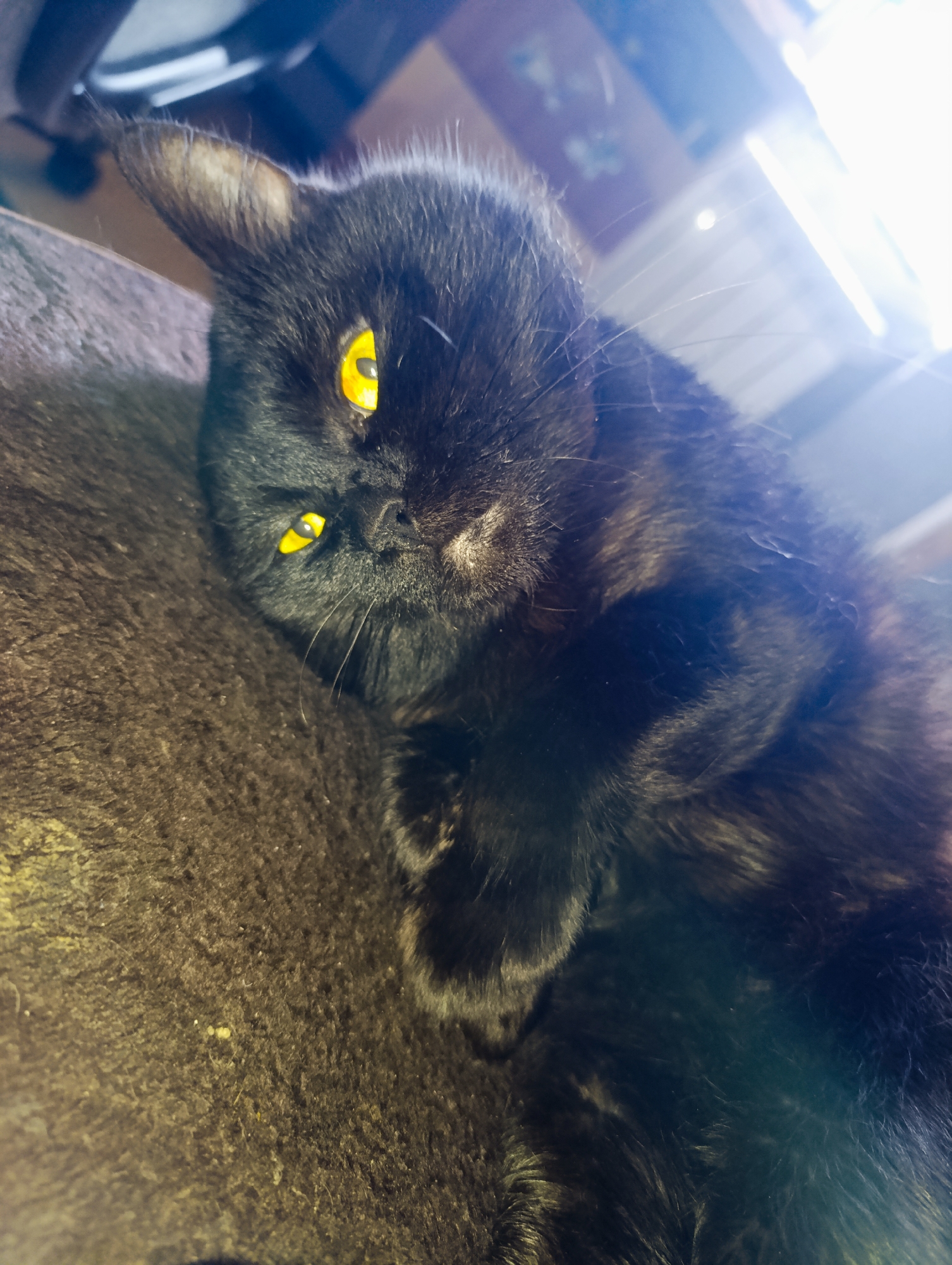 A black cat with bright yellow eyes is lying on its side, looking towards the camera. The cat's fur is dark and appears fluffy. It is resting on a dark, textured surface that could be a couch or blanket. The background is blurred and shows bright light sources and some indistinct objects, suggesting an indoor setting. There is no indication of the city of Zlatopil, Ukraine, or any specific environmental features that would place it there.