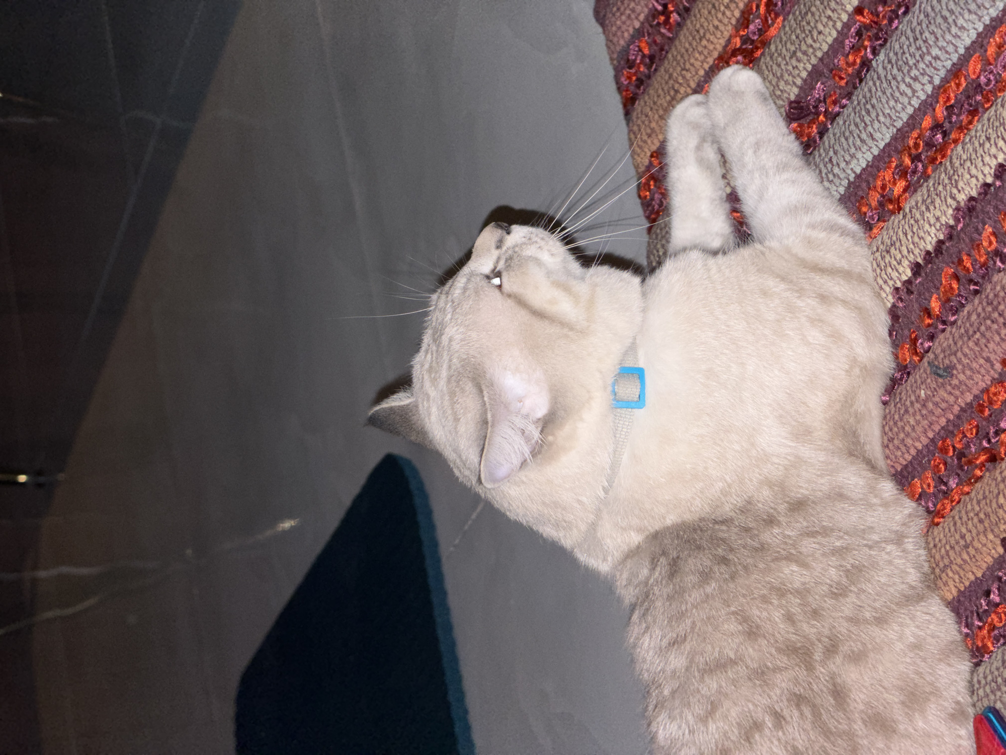 A light-furred cat wearing a blue collar lies on a multi-colored striped blanket. The cat is curled with its paws tucked in. A section of a dark, potentially blue, rug is visible in the lower left corner of the image, along with a gray surface. The photo appears to be taken indoors in Choeng Thale, Thailand.
