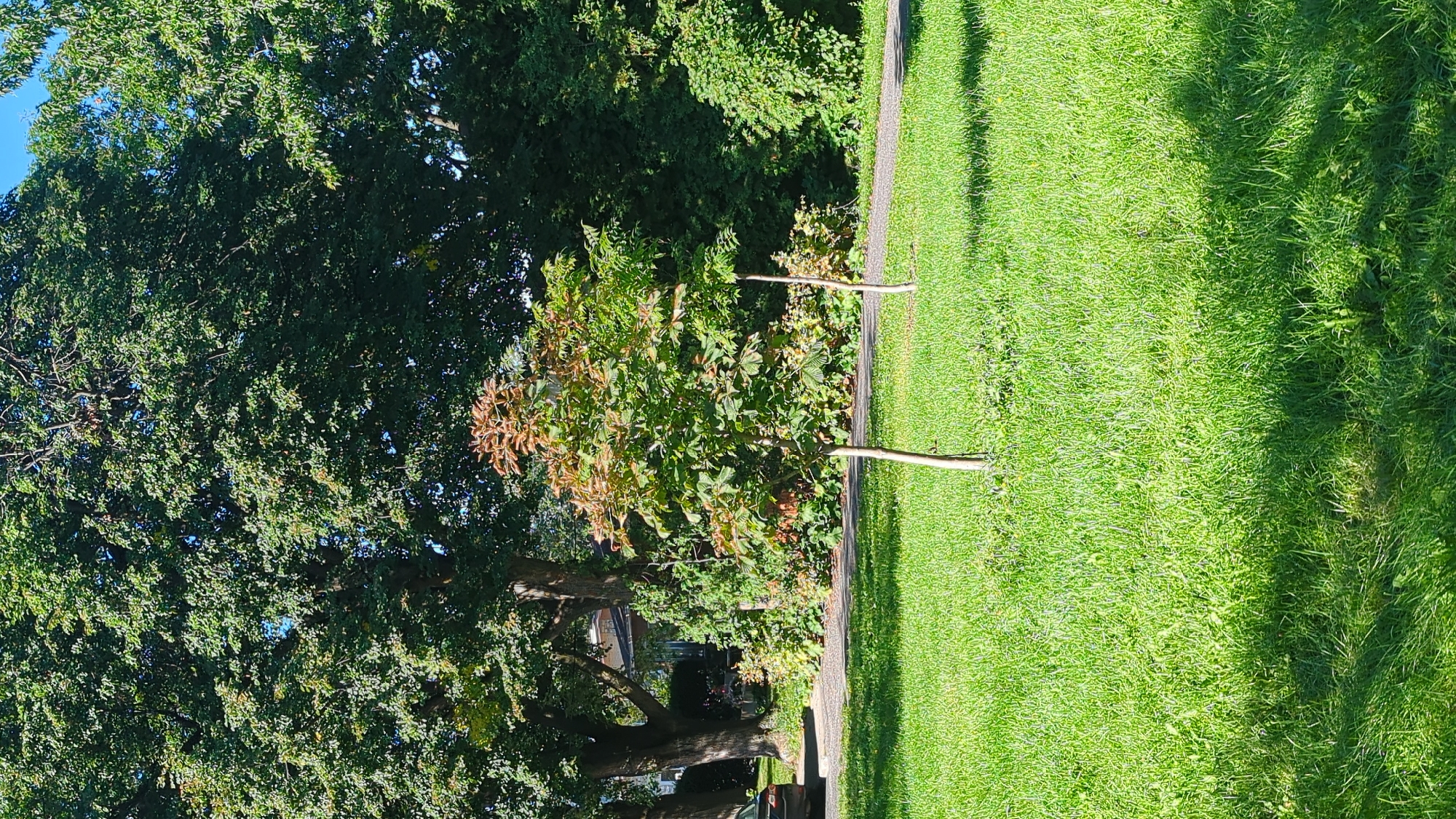 The image depicts a park-like setting with lush green grass in the foreground, partially shaded by trees. Two young trees are planted in the grass, the one on the left being slightly taller and showing some reddish-brown coloration on its upper leaves, suggesting a change in season. In the midground, a paved walkway or path runs horizontally, bordered by dense green foliage and bushes. Beyond this, a row of mature, leafy trees with dark green foliage dominates the background, with hints of houses and buildings visible through gaps in the trees. A dark-colored car is partially visible on the left edge of the frame, parked on what appears to be a driveway or street. The sky is a clear blue, indicating fair weather. The scene is characteristic of a residential area or public park within Montreal, Canada, likely during late summer or early autumn.