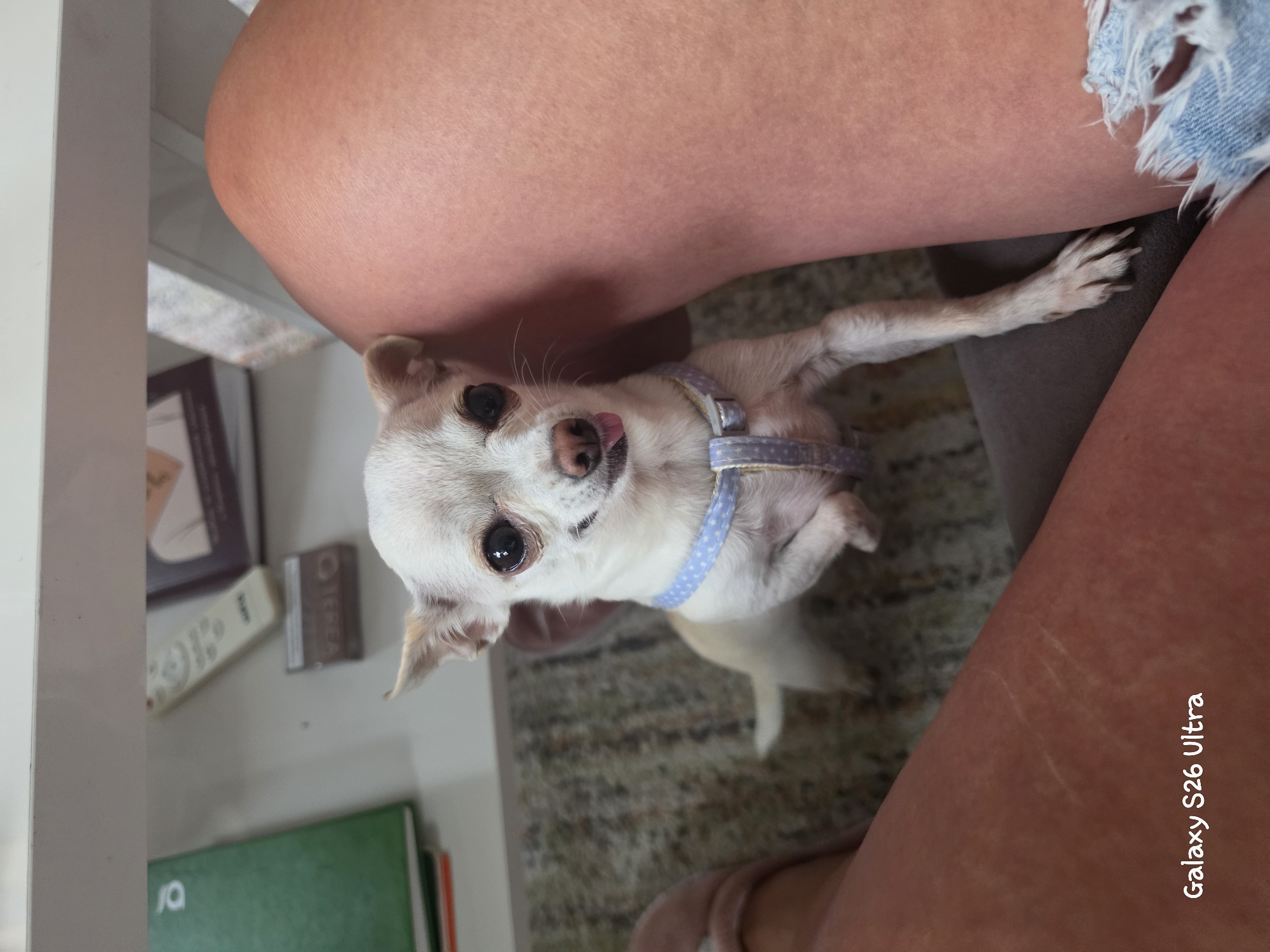 The image shows a small white chihuahua dog with big eyes and its tongue sticking out, sitting on a rug near a person's legs. The dog is wearing a light blue polka-dot harness. In the background, a white table or desk is visible with various items on it, including a green book, a remote control, and what appears to be a book or magazine. The overall environment suggests an indoor setting, possibly a home. The image's metadata indicates it was taken with a "Galaxy S26 Ultra". There is no information or visual cues in the image to suggest a specific location in Plovdiv, Bulgaria.