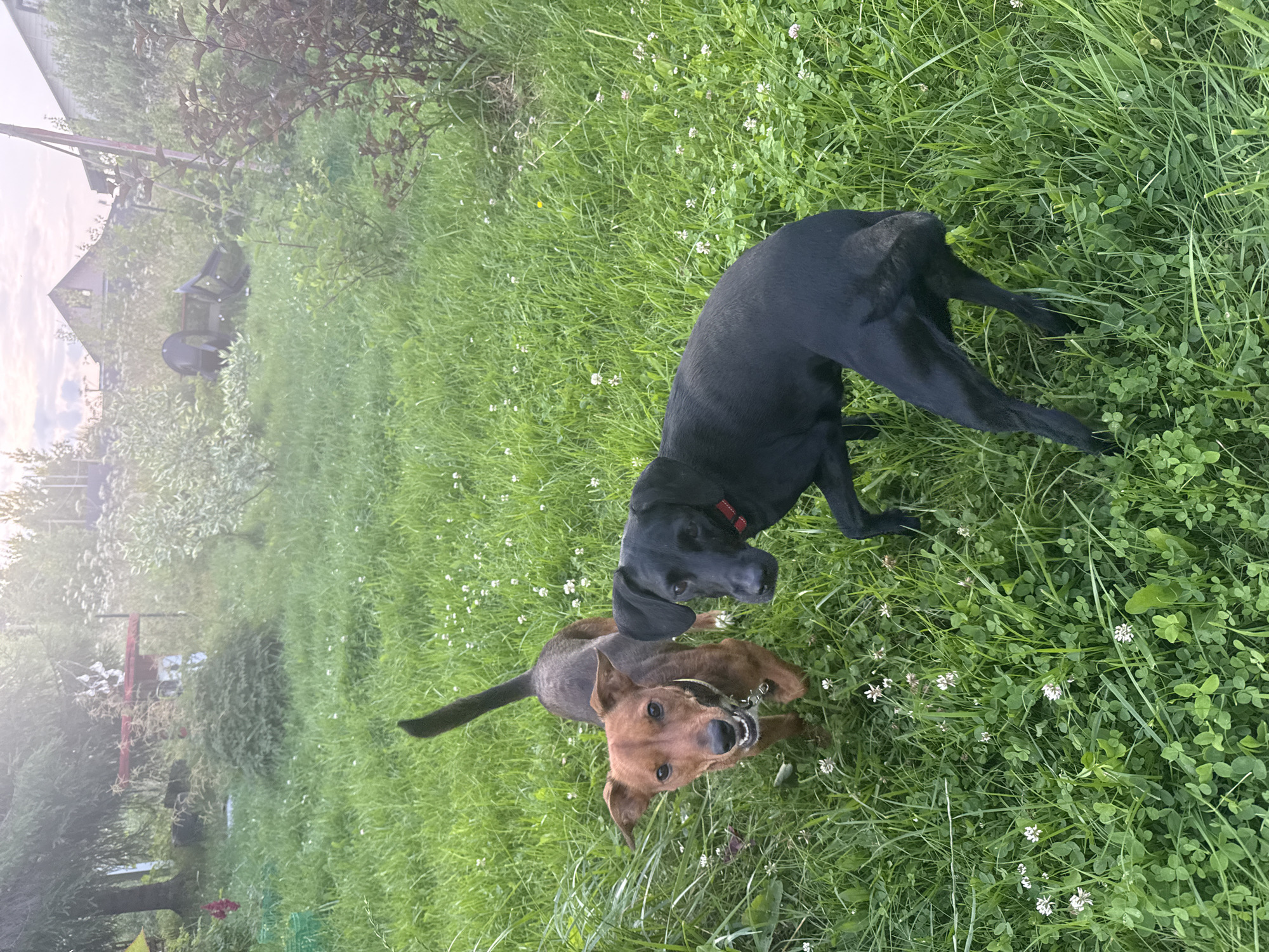 Two dogs are in a grassy yard in Lyady, Russia. One dog, a brown terrier mix, is in the foreground on the left, looking at the camera with its mouth open. The other dog, a black Labrador mix, is to the right of the terrier, facing away from the camera and sniffing the ground. The yard is overgrown with grass and clover, and there are trees and bushes in the background. The sky is overcast.