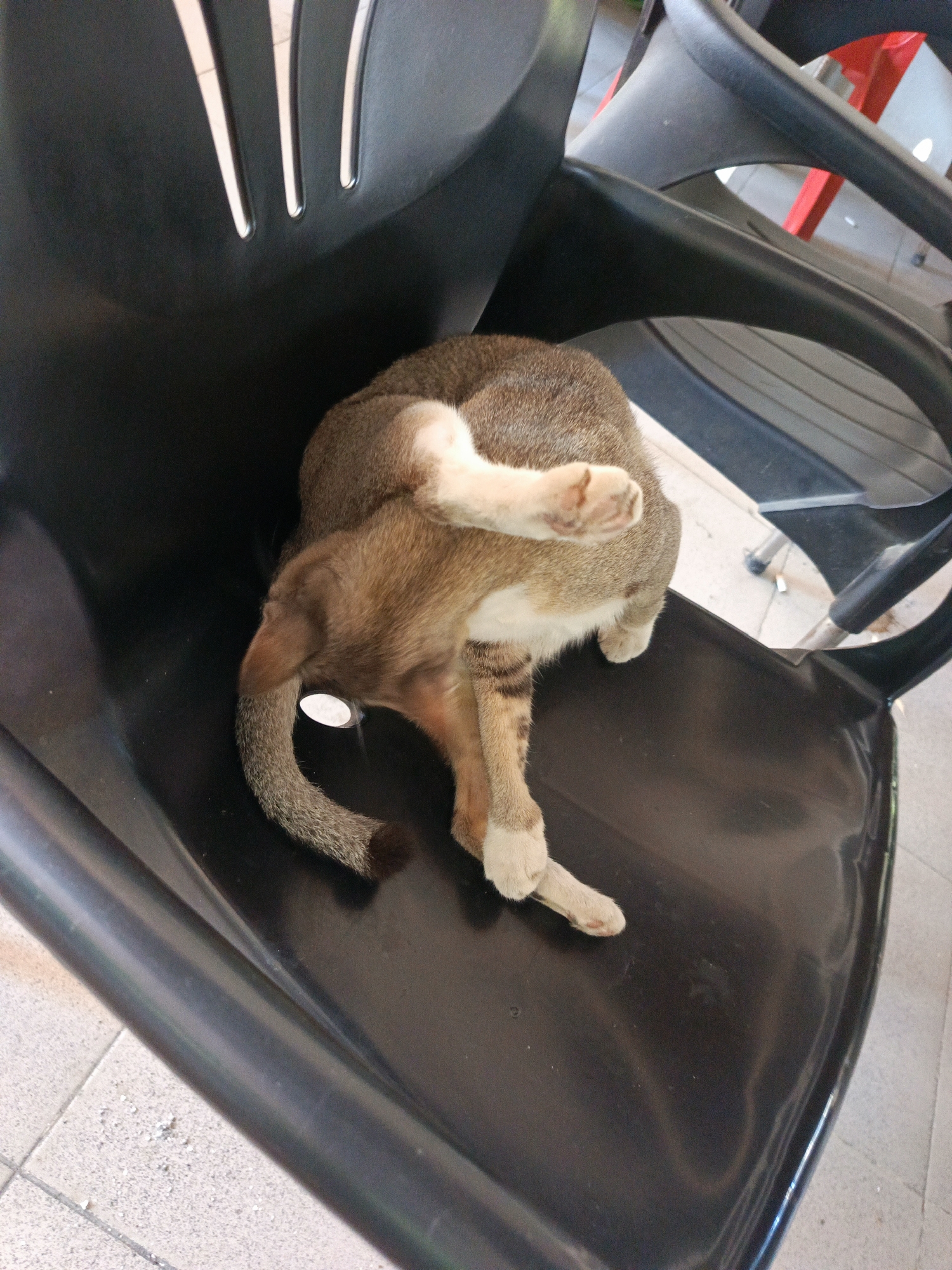 A brown and white cat is sitting on a black plastic chair. The cat is grooming itself. The chair is located outdoors in Lhokseumawe, Indonesia.