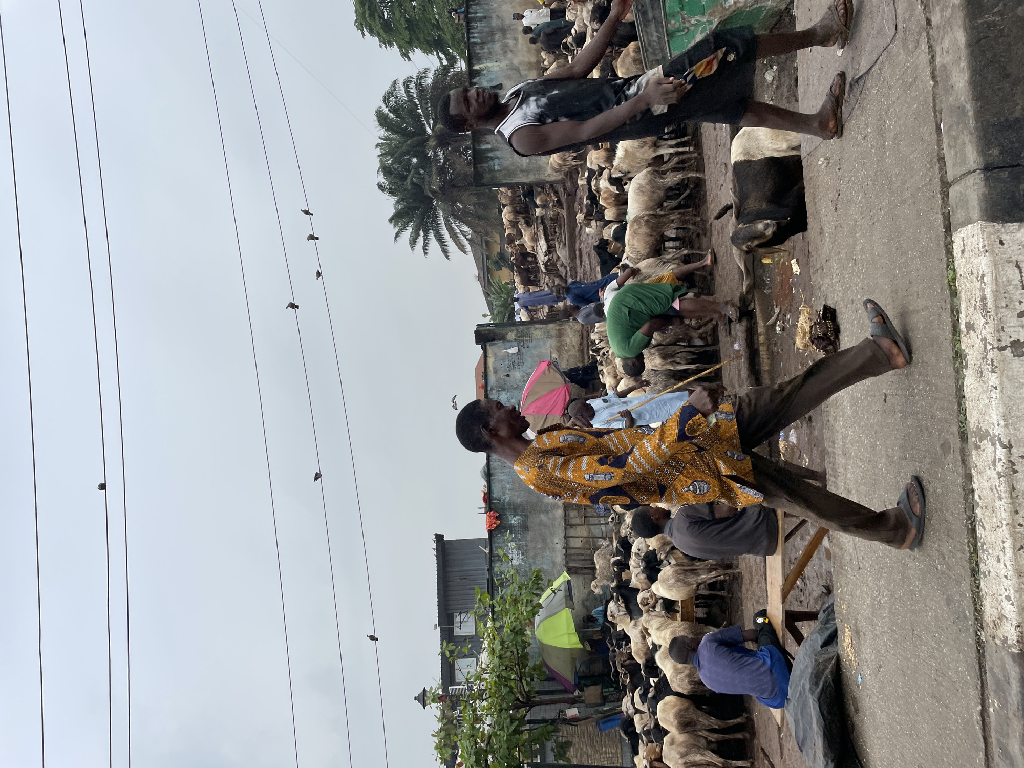 The image depicts a bustling market scene, likely in Lagos, Nigeria. Dozens of sheep are densely packed, suggesting a livestock market. Men are present, interacting with the animals and each other; one man is walking in the foreground wearing a patterned yellow shirt and dark pants, another is walking wearing a black tank top and dark shorts, while others are standing or sitting. A palm tree rises above the crowd of sheep and buildings in the background, also in the background are buildings, indicating an urban location. Utility poles and wires cut across the sky, with several birds perched on the wires. The ground is concrete and appears to be soiled.
