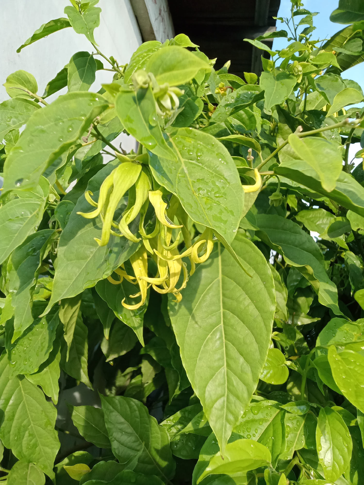In Paya Geli, Indonesia, a close-up shot captures a cluster of yellow ylang-ylang flowers (Cananga odorata) with their distinctive long, strap-like petals. The flowers hang from a branch amidst lush green foliage, with several water droplets visible on the leaves, suggesting recent rain or watering. The background is softly blurred, showing hints of a building and a bright blue sky. The lighting indicates it is daytime, with the sun illuminating the scene.