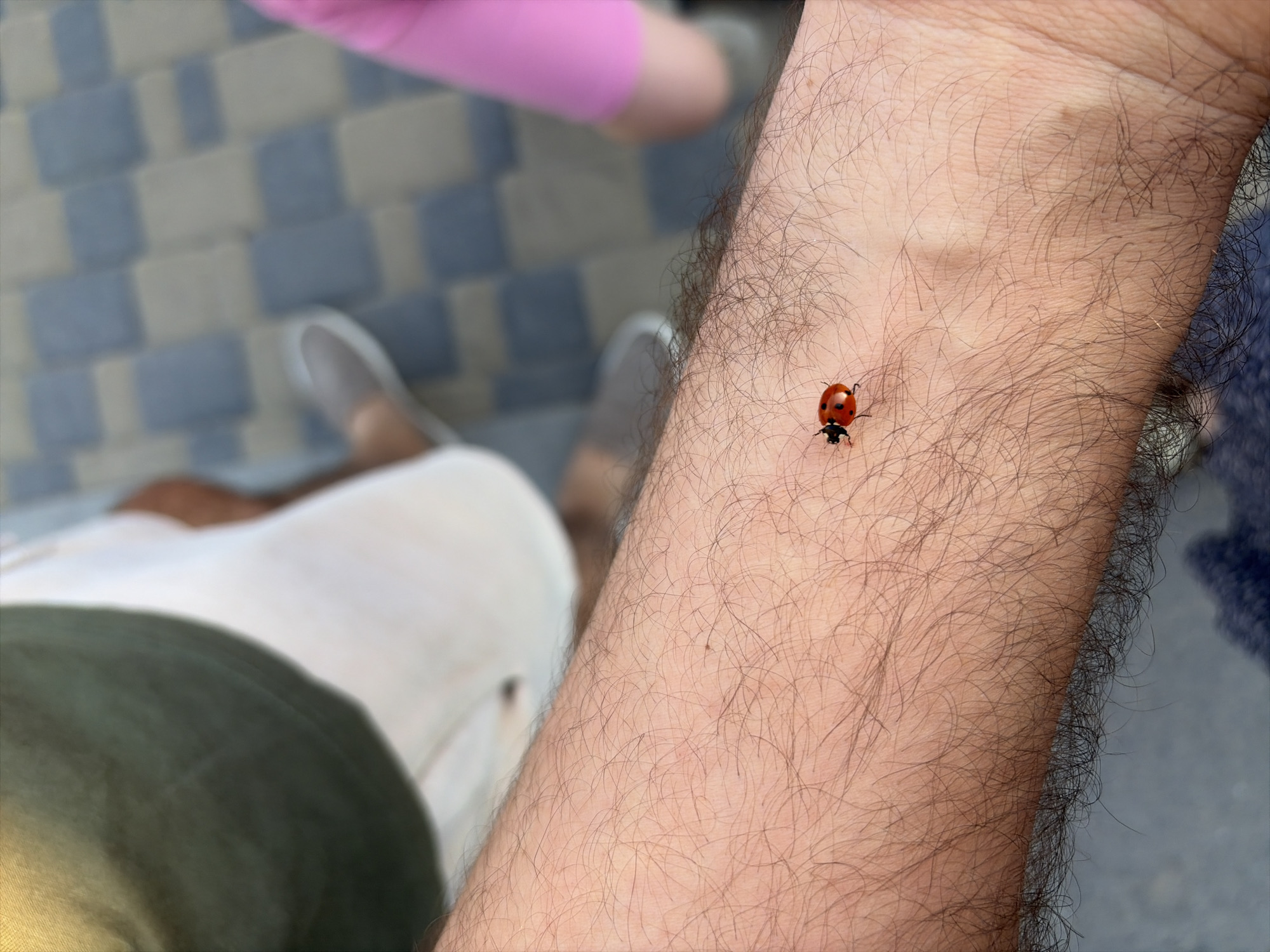A close-up shot shows a single ladybug crawling on a hairy arm. The arm is positioned in the foreground of the image, with the ladybug clearly visible in the center. In the background, a checkered tile floor and parts of people's legs and clothing are visible, suggesting an outdoor setting. The overall impression is one of casual observation, possibly in a public space or garden. However, there is no information available that would place this image in Oxentea, Moldova.