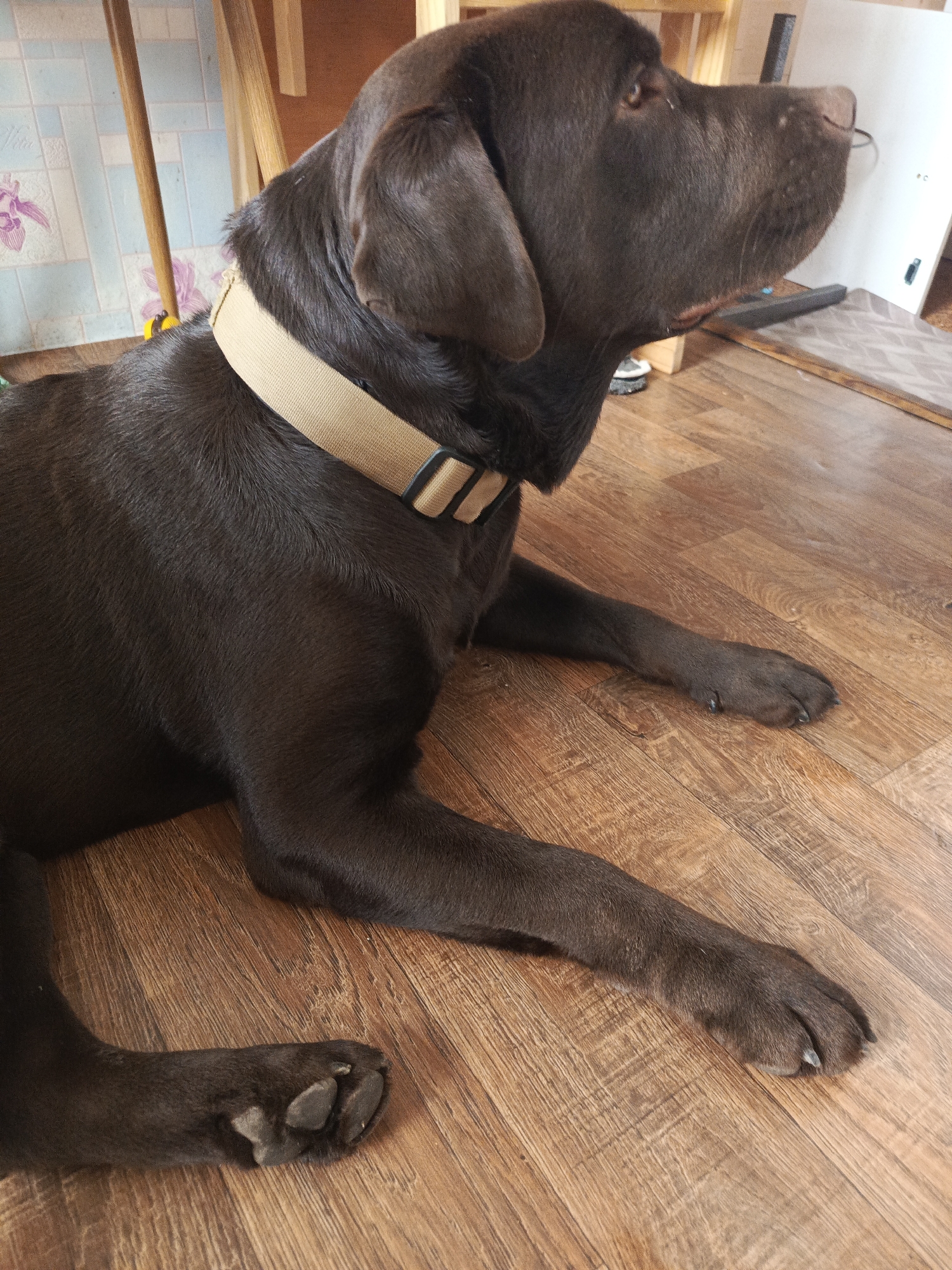 A dark brown Labrador retriever dog is lying down on a wooden floor, looking to the right. The dog is wearing a tan collar with a buckle. The floor has a wood grain pattern. In the background, there is a portion of a light-colored wall with a blue and white tiled pattern. There are also some wooden chair legs visible. The lighting suggests an indoor environment.