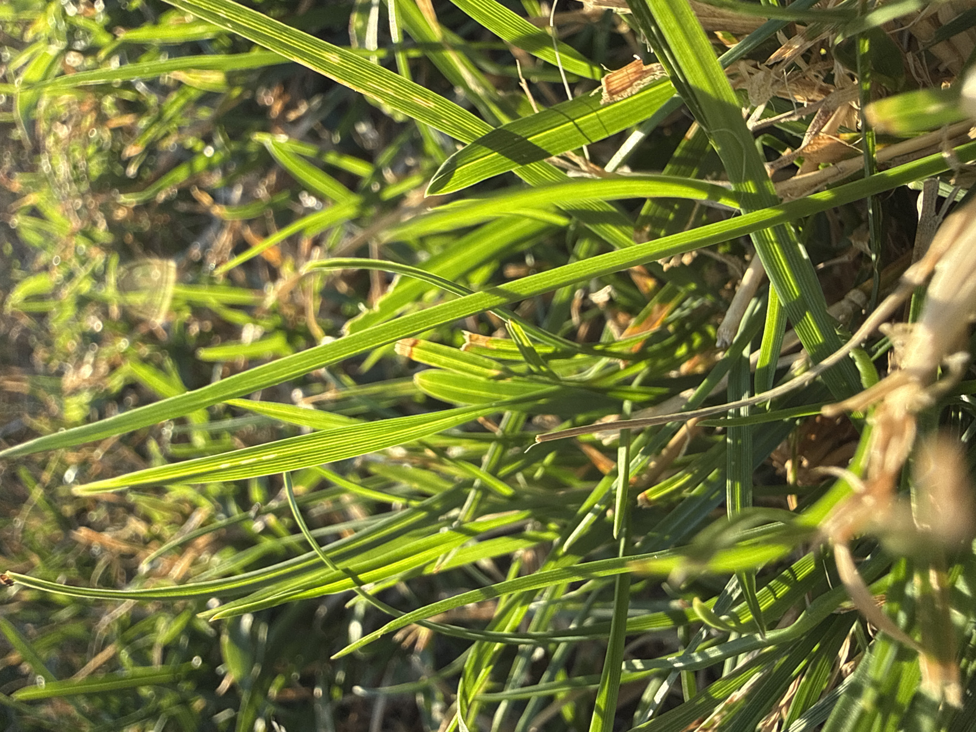 The image is a close-up, low-angle shot of green grass blades illuminated by sunlight. The blades are various lengths and orientations, with some blades showing distinct parallel lines. The background is out of focus and appears to be a mix of dry grass and soil, with bokeh effects from the sunlight. There are no people or animals visible in the image. The scene is outdoors, likely in a grassy area.