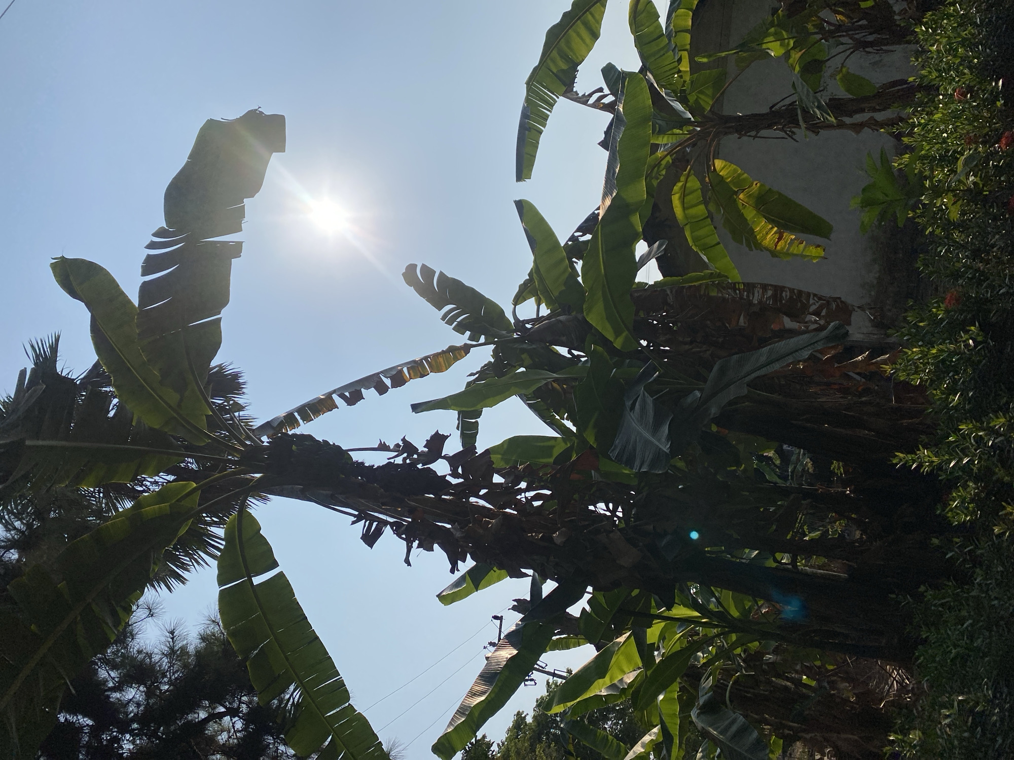 This is a photograph of banana trees with large green leaves against a clear blue sky. The sun is shining brightly, creating lens flare and highlighting the leaves. In the background, there is a building and power lines. The image appears to have been taken in Banjarbaru, Indonesia, a city known for its tropical climate and lush vegetation. The scene depicts a natural outdoor environment, likely in a rural or semi-rural area within the city. There are no people or specific actions captured in the image, focusing instead on the natural elements and the interplay of light and shadow.