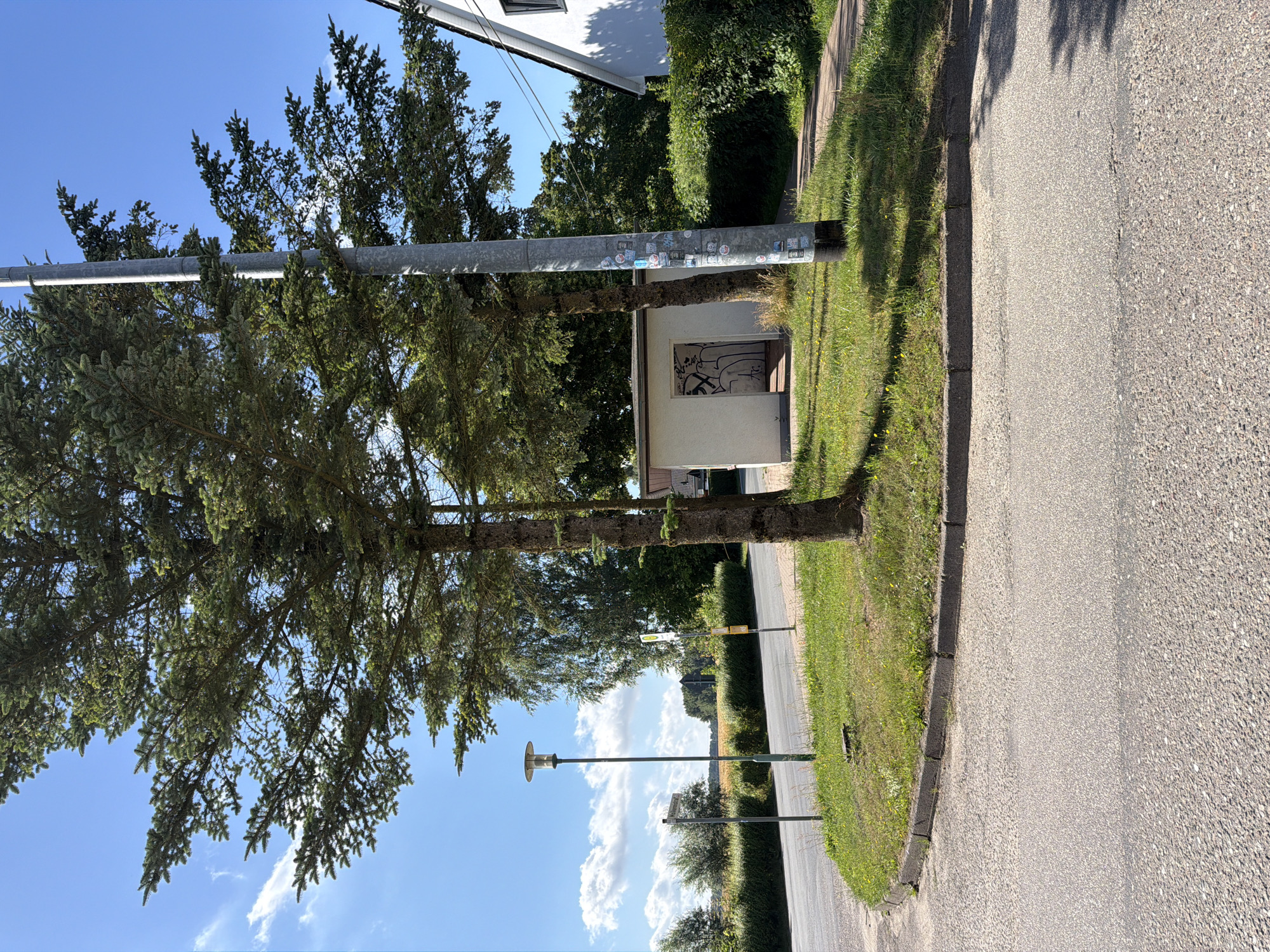 An exterior, eye-level shot captures a paved road and grassy area under a clear blue sky with scattered clouds. In the foreground, the asphalt road is visible, leading to a curved concrete curb bordering a patch of green grass. Two large evergreen trees dominate the mid-ground, their branches extending towards the sky. To the right of the trees is a small, white, rectangular structure with an open doorway, its exterior marked with graffiti. A tall, grey utility pole stands next to the structure, covered in numerous stickers. Behind the trees and structure, a dense green hedge forms a backdrop, with a white house and its roof visible on the far right. A street lamp stands to the left of the evergreen trees, and a street sign is mounted on a pole near the curb.