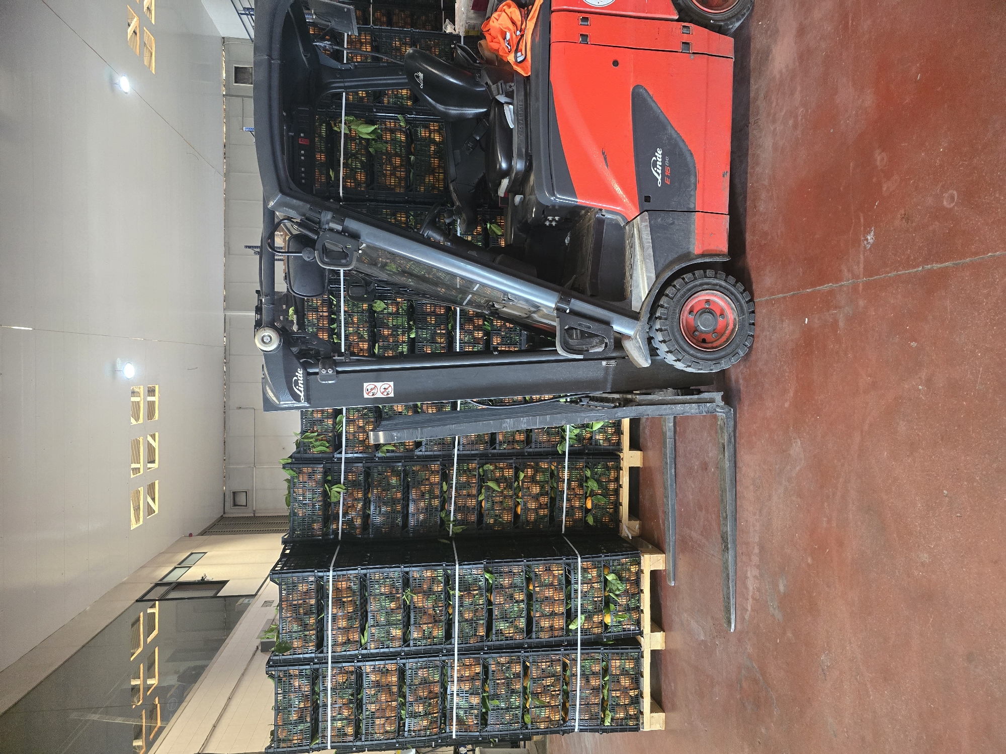A forklift, a Linde E16/18, is loading stacked black plastic crates filled with produce in what appears to be a warehouse. The forklift is red and grey, oriented vertically in the frame. The produce looks like oranges or tangerines with green leaves. The crates are stacked on wooden pallets. The warehouse has a white ceiling with fluorescent lights and windows, and the floor is red. The location is likely not Barcelona, Spain, as there is no evidence of the city in the image.