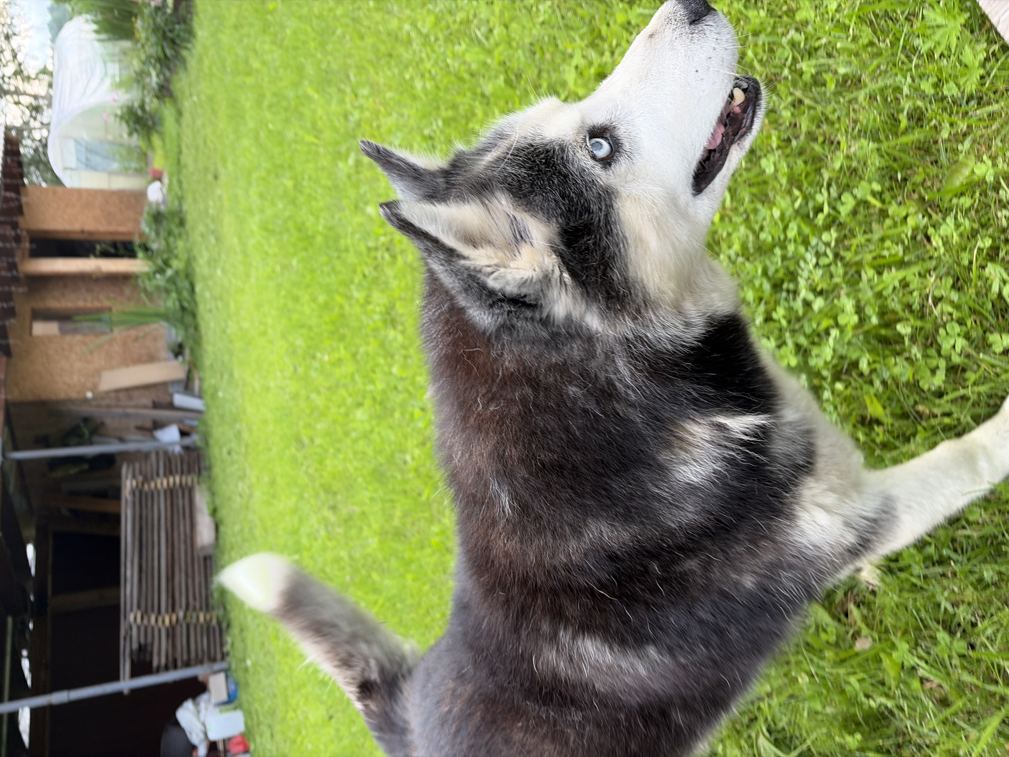 A Siberian Husky with piercing blue eyes and black and white fur is captured in a close-up shot outdoors, looking upwards with its mouth slightly open. The dog appears to be standing on green grass, with its body partially visible. In the background, a wooden structure, possibly a shed or lean-to, is visible on the left side of the frame. Beyond the structure, more greenery and some indistinct elements suggest a backyard or natural setting. The image is oriented vertically, with the dog occupying the majority of the frame. The overall impression is one of a playful or alert dog in a natural, outdoor environment. There is no visible text in the image.