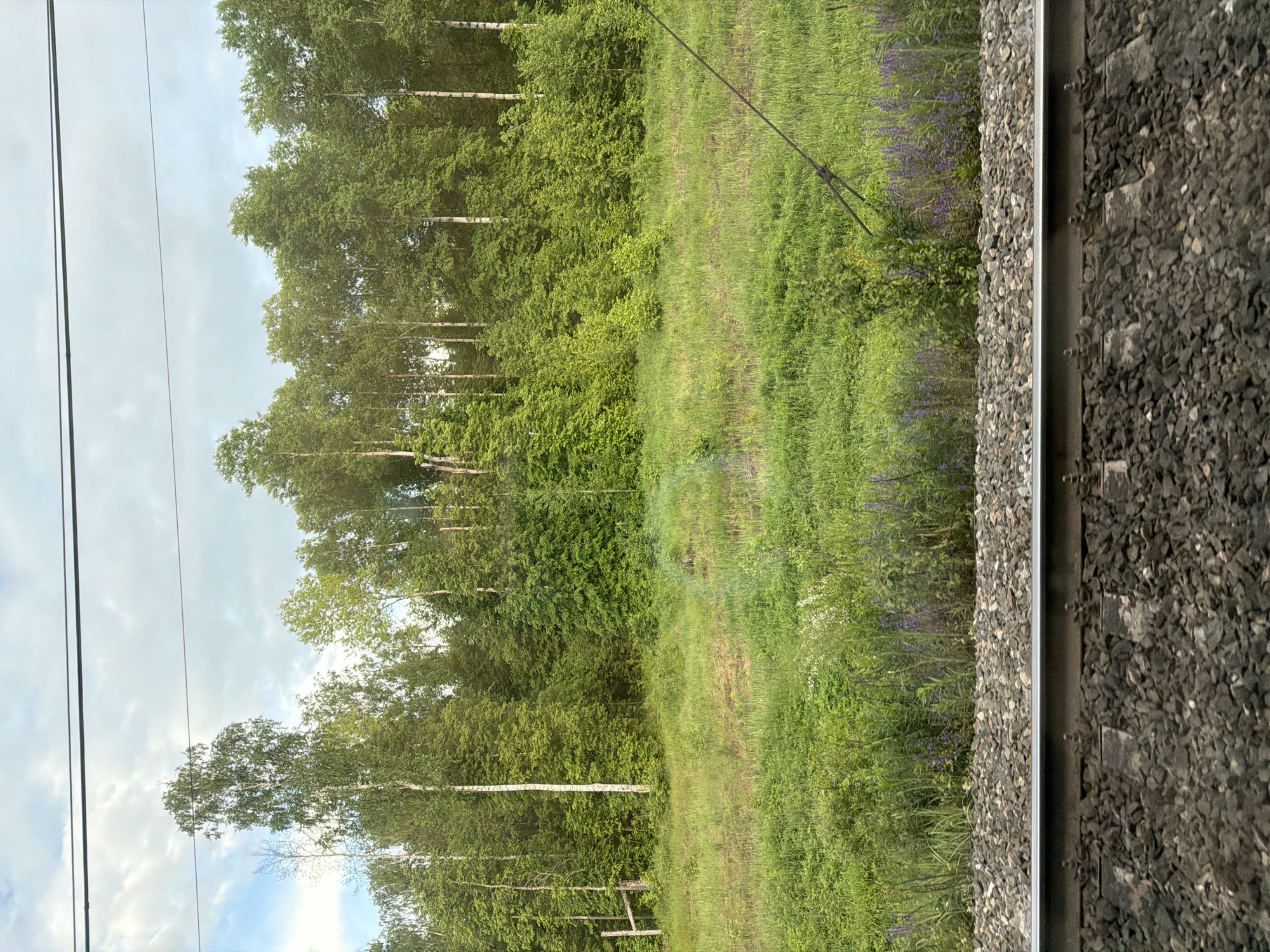 The image shows a view from a train in a rural or suburban area, possibly near Керамик, Russia. The foreground consists of a railway track with gravel and the side of the train carriage. Beyond the tracks, there is a grassy field with some purple flowers interspersed. In the background, a forest of deciduous trees, likely birches, stretches into the distance under a cloudy sky. Overhead power lines are also visible.