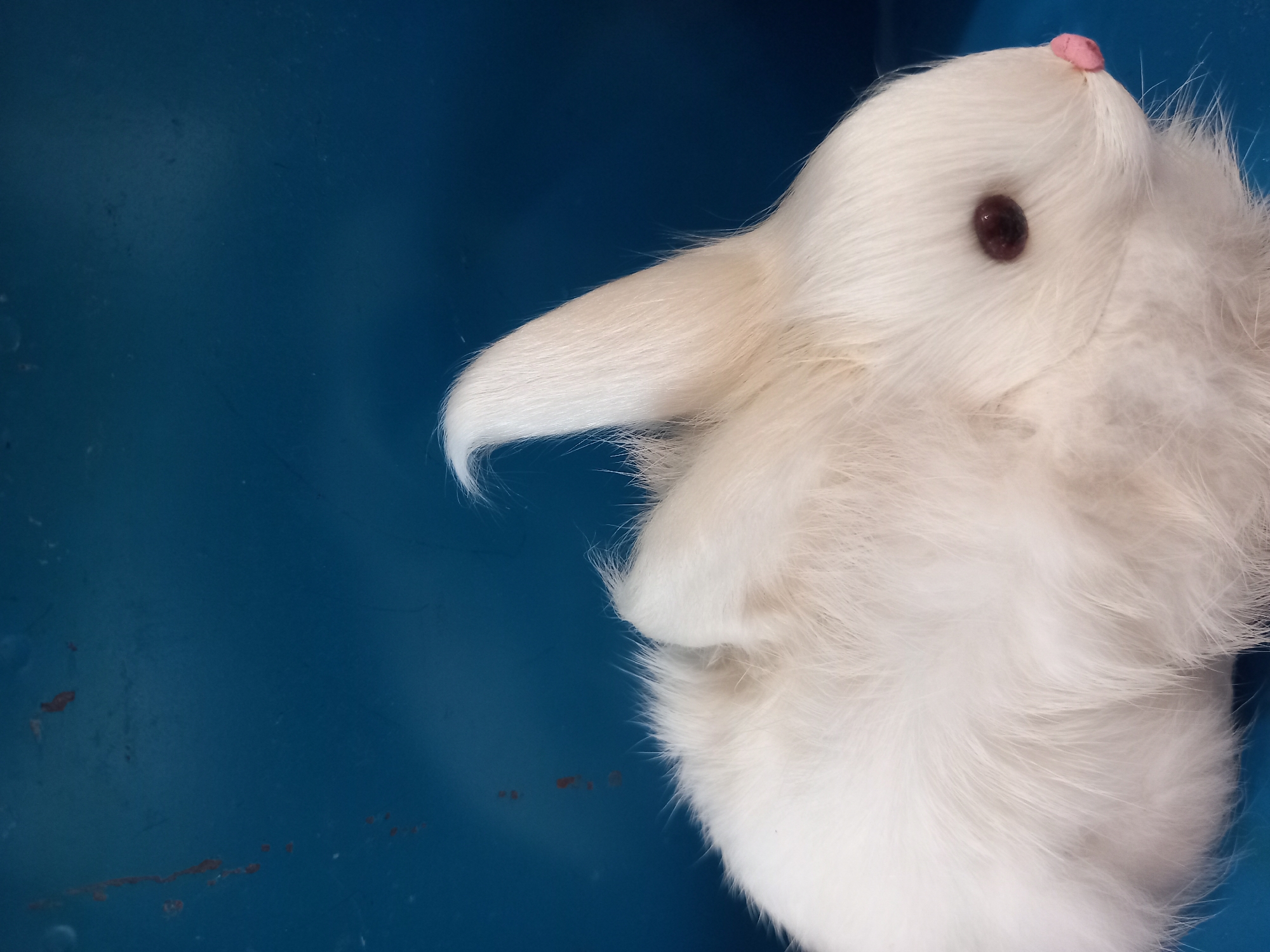 A close-up, vertical, eye-level shot captures the right side of a white, fluffy, stuffed rabbit against a dark blue, slightly textured background. The rabbit's fur is soft and wispy, with one ear prominently pointing upwards. Its eye is a dark brown bead, and its nose is a small, pink, triangular shape. The background exhibits some reddish-brown markings, possibly rust stains, and a subtle sheen, suggesting it could be a painted wall or a piece of furniture. The lighting is soft, highlighting the rabbit's texture and creating gentle shadows. There are no people or actions depicted in the scene.