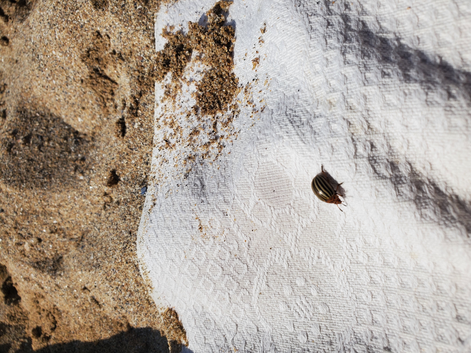 A close-up, overhead shot shows a small, striped beetle resting on a white, textured towel. The towel is placed on a sandy surface, likely a beach, with a shadow cast across it from the right. Sand particles are scattered on the towel, particularly in the upper right portion. The beetle, identified as a Colorado potato beetle, is oriented facing left, with its head and antennae visible. The background consists of piled sand. The scene appears to be outdoors in daylight, possibly in Chornomorske, Ukraine, given the context. No people are present in the image.