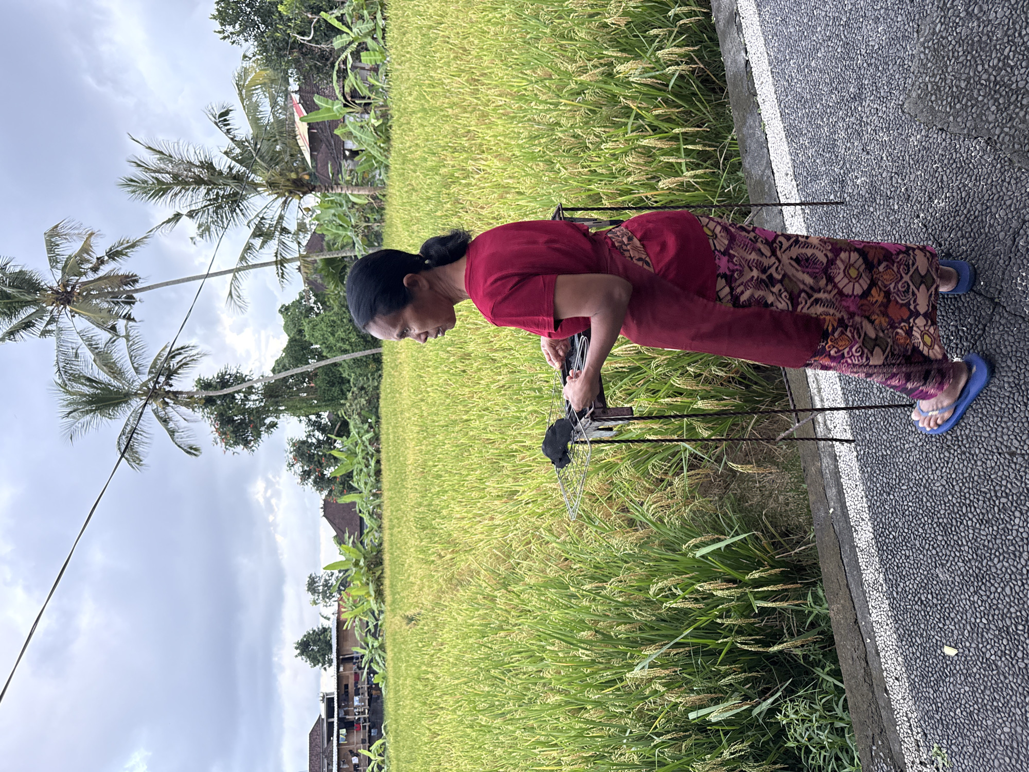 The image displays a serene rural landscape in the Ubud District, Indonesia, centered around a woman beside a vibrant rice paddy. The extensive field of rice plants, characterized by hues of green and gold, dominates the midground, suggesting a period nearing harvest.
In the foreground, a woman with dark hair tied back is shown in profile. She is dressed in a short-sleeved, dark red top and a long, patterned skirt or sarong featuring elaborate designs in shades of purple, brown, and cream. She wears blue flip-flops. The woman is bent over, focused on a metal object, possibly a basket or a frame, which appears to contain a black fabric or item. Her posture indicates engagement with the task at hand.
Beyond the rice paddies, the background reveals lush tropical vegetation, including several tall palm trees (likely coconut trees) and broad-leafed banana plants. Nestled among the greenery are traditional houses with dark roofs, blending into the natural environment. The sky is overcast with soft, grey clouds, indicating a cloudy day. Immediately adjacent to the rice field, a paved road or pathway with a distinct white line runs along the edge, featuring a textured surface of small pebbles or gravel. There is no visible text within the image. The overall scene captures a tranquil moment in a rich agricultural setting.