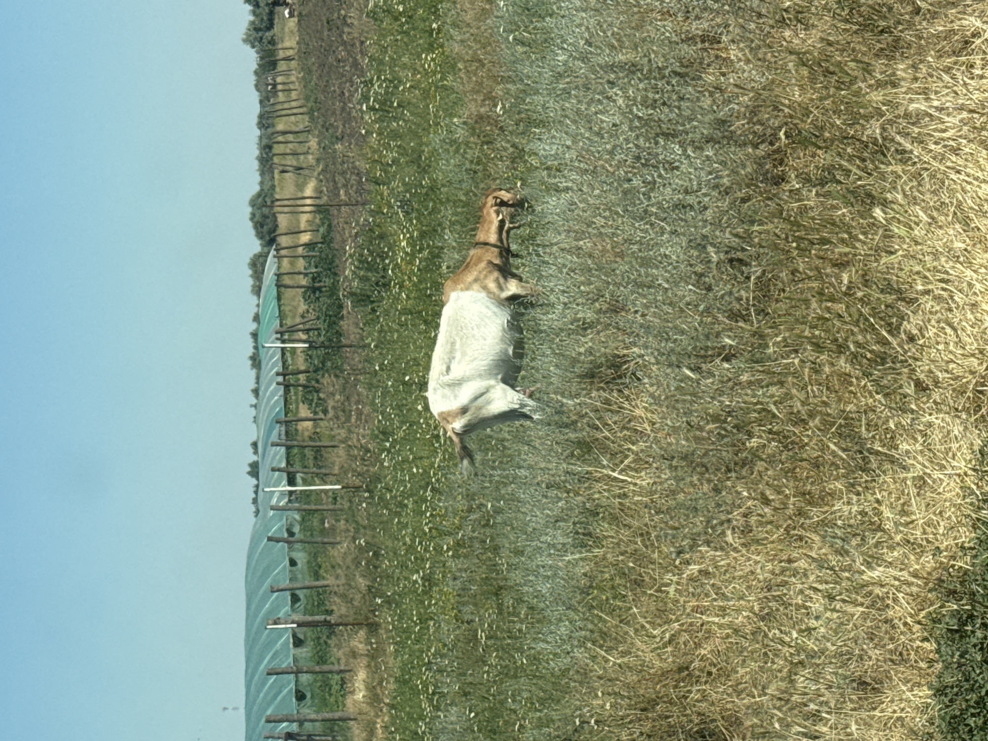 The image depicts a pastoral scene in the city of Yelkin, Russia, under a clear blue sky. In the foreground, a goat with white and brown markings grazes in a field of green grass and wildflowers. The goat is positioned on the right side of the frame, its head lowered as it eats. Behind the goat, a fence line made of wooden posts runs horizontally across the middle ground. Beyond the fence, a row of green agricultural tunnels, likely for greenhouses, stretches into the distance. The landscape appears rural and agricultural, with a focus on the natural elements of the field and the animal.