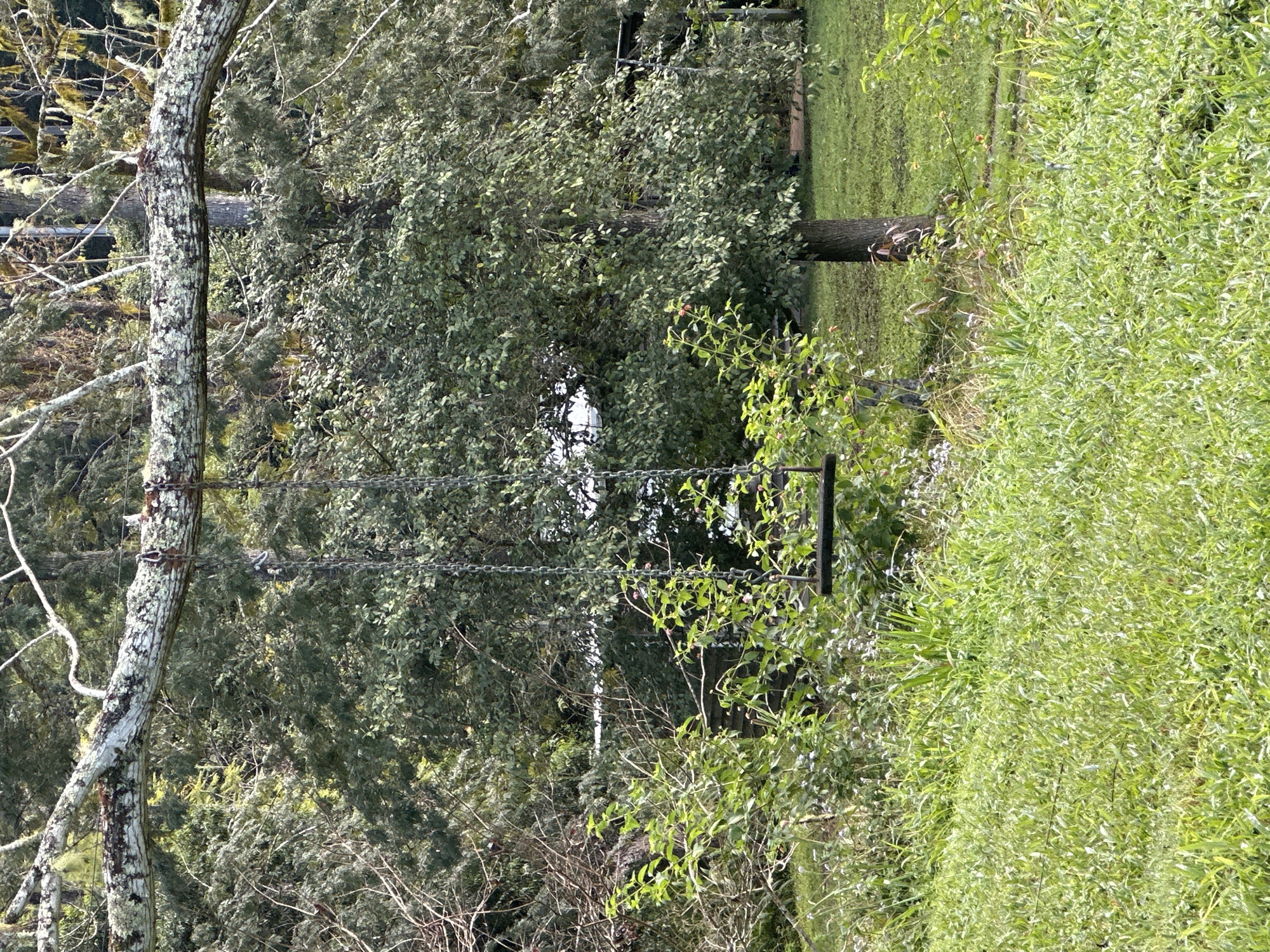 A swing set hangs from a moss-covered tree branch. The swing seat is made of dark wood and suspended by two metal chains. The background consists of lush green trees and grass, with a hint of a wooden structure visible behind the foliage. The scene appears to be a tranquil outdoor setting, likely a backyard or park area. The location is not specified in the image.