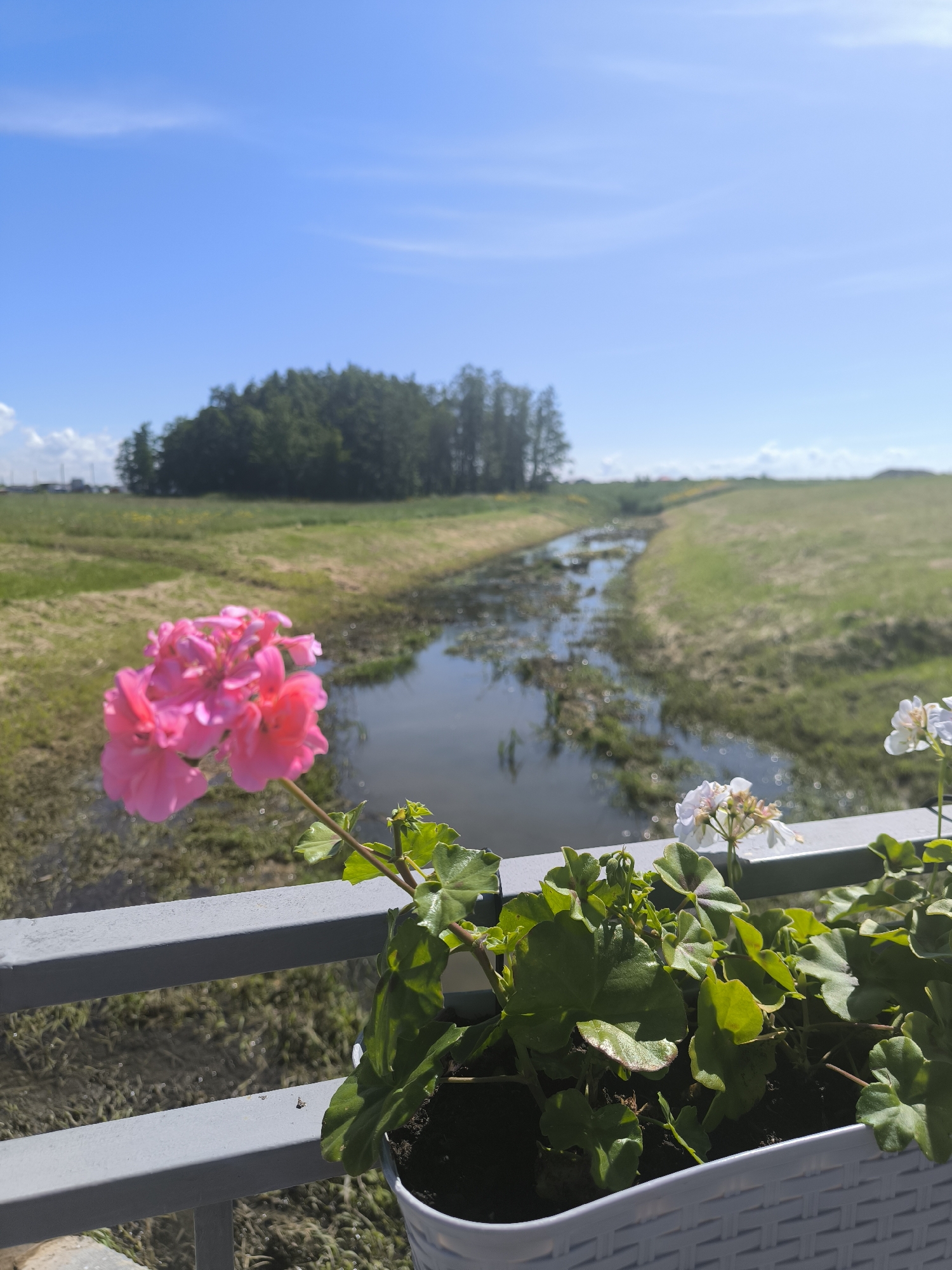 In Laskino, Russia, on a clear, sunny day with a bright blue sky dotted with wispy clouds, a close-up shot focuses on a potted plant with bright pink and white flowers. The flowers are in the foreground, with a prominent cluster of pink blooms to the left and smaller white blooms to the right. The plant is in a white woven pot, positioned behind a grey metal railing. Beyond the railing and the plant, a narrow body of water, possibly a canal or stream, winds through a grassy field. In the distance, a dense line of trees forms a dark green backdrop against the landscape, and faint structures or power lines are visible on the far left horizon. The overall scene depicts a tranquil, natural setting.