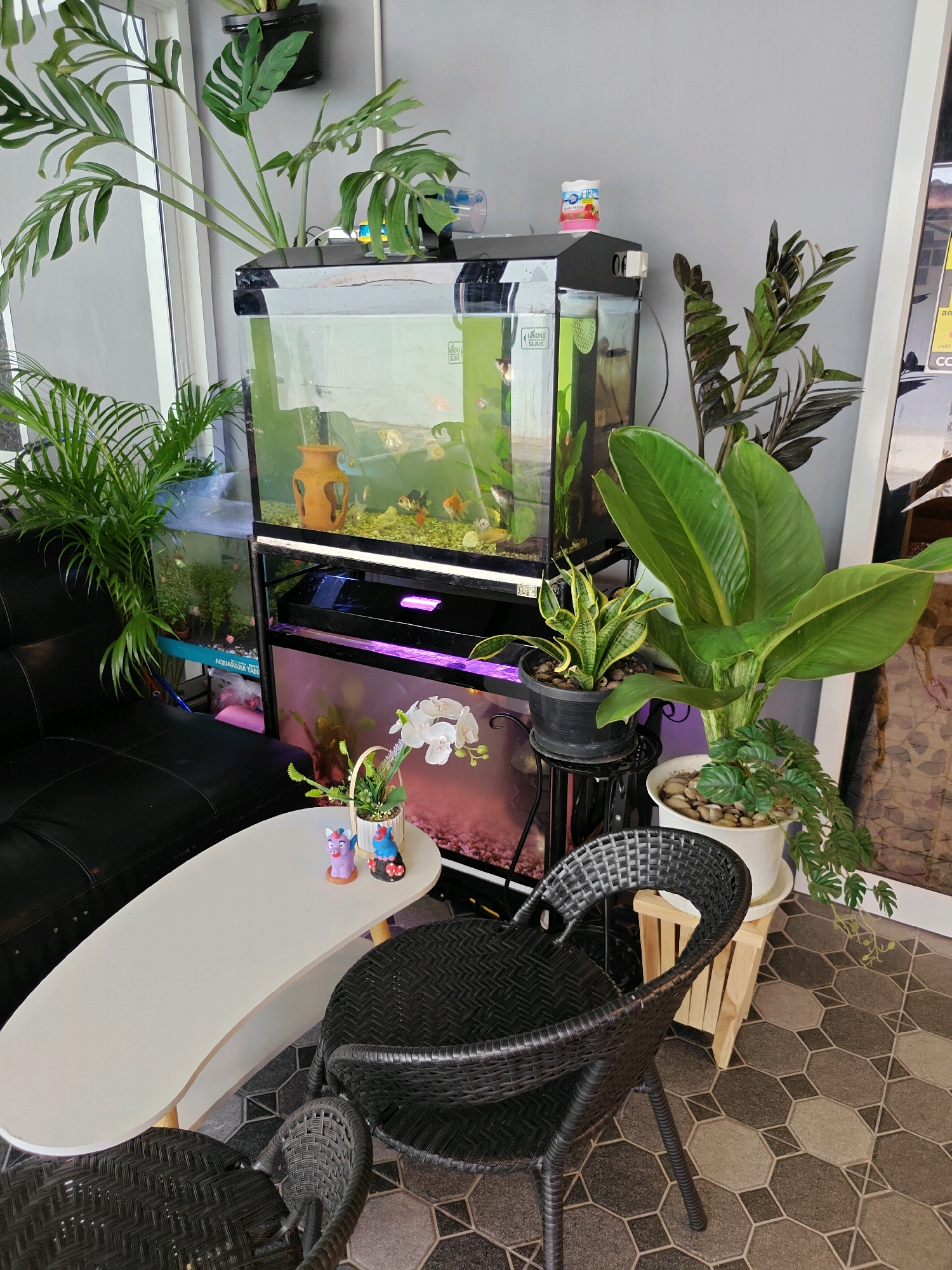 The image depicts an indoor scene, likely a living room or a cafe, situated in Phra Nakhon Si Ayutthaya City Municipality, Thailand. The focal point is a multi-tiered aquarium setup against a grey wall. The top aquarium, illuminated from within, houses several small, colorful fish and an orange earthenware vase. Below it, another aquarium appears to have a purple light source.
To the left of the aquariums, a black leather sofa is partially visible. In front of the sofa, a white, kidney-shaped coffee table displays two small decorative figurines, one purple and one blue. Two black woven chairs are positioned around the table.
Various potted plants are strategically placed throughout the scene. A large plant with split leaves is situated on top of the aquarium unit. A palm-like plant with feathery fronds is to the left, near the sofa. On a black plant stand to the right of the aquariums, a snake plant in a black pot is visible, next to a larger potted plant with broad green leaves and a striped stem. Another plant with trailing vines cascades from a white pot filled with decorative stones, which sits on a light-colored wooden stand. A white orchid in a basket adds a delicate touch to the coffee table arrangement.
The flooring is a patterned tile with hexagonal and octagonal shapes in varying shades of grey and beige. The overall impression is a well-decorated indoor space with an emphasis on natural elements and aquatic life.