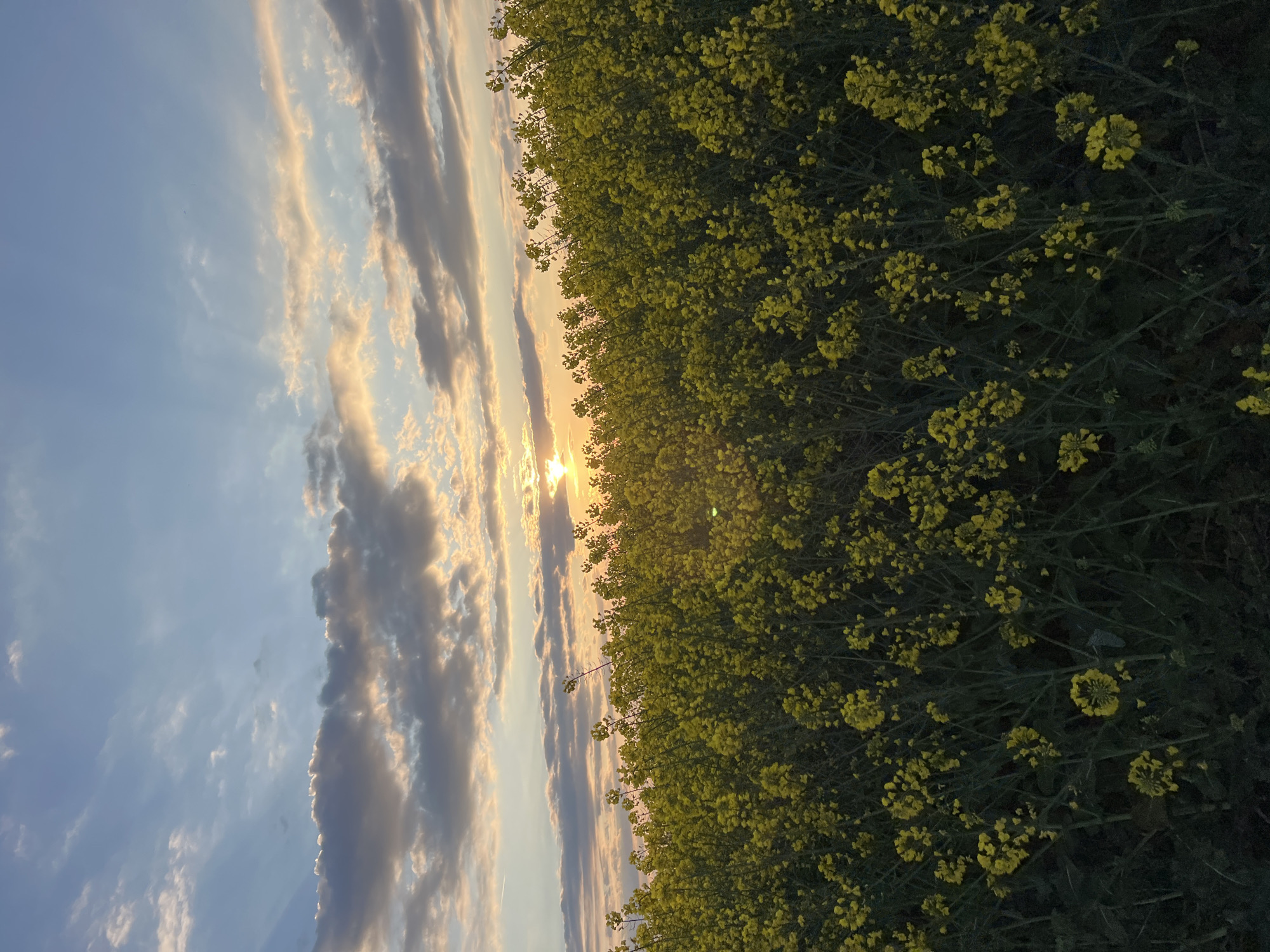 The image shows a field of yellow flowers, possibly rapeseed, in Burgas, Bulgaria. The sun is setting on the horizon between the field and a partly cloudy sky. The sky features long streaks of gray and gold-tinged clouds against a blue backdrop. The image is rotated 90 degrees counter-clockwise.