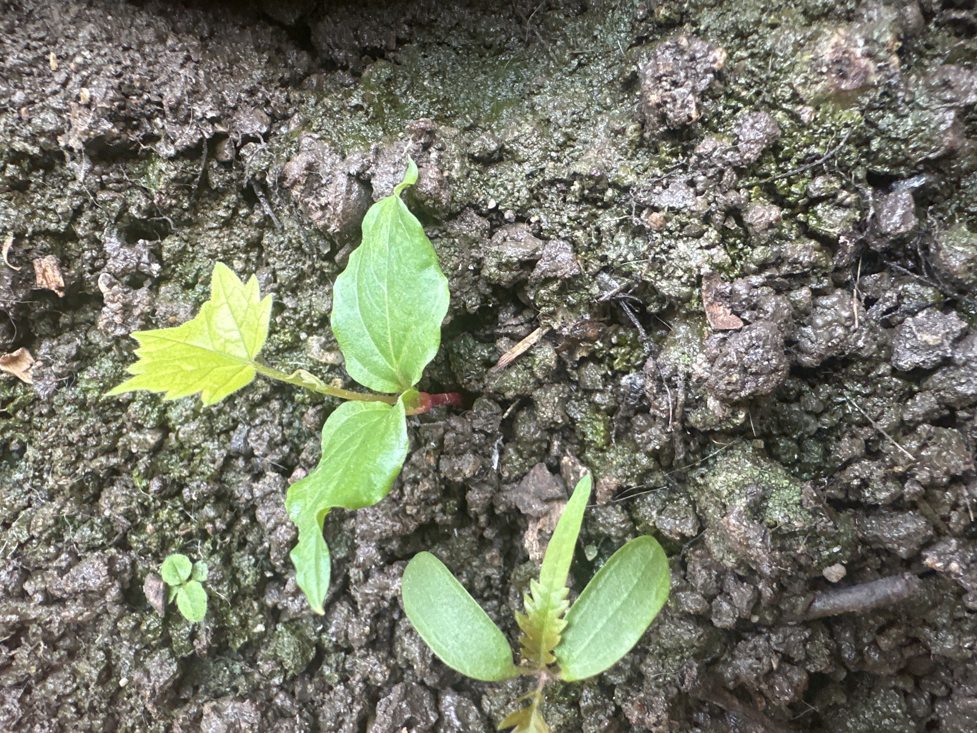 The image shows a close-up, overhead view of several small green seedlings emerging from dark, damp soil. The soil appears to have some moss or algae growth on its surface. Two main seedlings are prominent. The one on the right has bright green, lobed leaves and a reddish stem. To the left and slightly lower, another seedling has simpler, oval-shaped leaves. There are other smaller seedlings or sprouts visible in the background. The scene is set in an outdoor environment, likely a garden or park within the city of Almaty, Kazakhstan, given the context provided. The image is focused on the germination and early growth of these plants in their natural soil substrate.