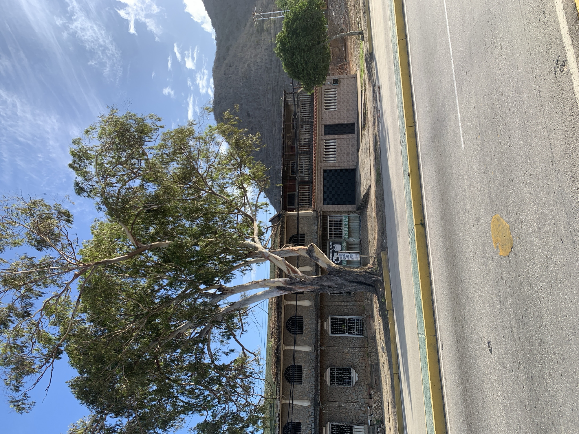 The image depicts a street scene in El Valle del Espíritu Santo, Venezuela, with a focus on a two-story building and a large tree in the foreground. The building appears to be constructed with stone on the lower level and a lighter material on the upper level, featuring arched windows with decorative bars on the first floor and balconies with railings on the second. Several businesses are visible on the ground floor, including one with a sign that appears to read "PARADOR-TACOS" and another with a sign indicating "ACERO HIERRO HERRERIA". A prominent eucalyptus tree with a textured, pale bark dominates the left side of the frame, its branches extending across the building and into the sky. A paved road with yellow and green curbs runs horizontally across the lower part of the image, with lane markings visible. In the background, a dry, mountainous landscape rises under a partly cloudy blue sky. A small, round tree is situated to the right of the building. There are no people visible in the scene, and no discernible actions or interactions are occurring. The overall impression is one of a somewhat weathered urban environment with a strong natural element.