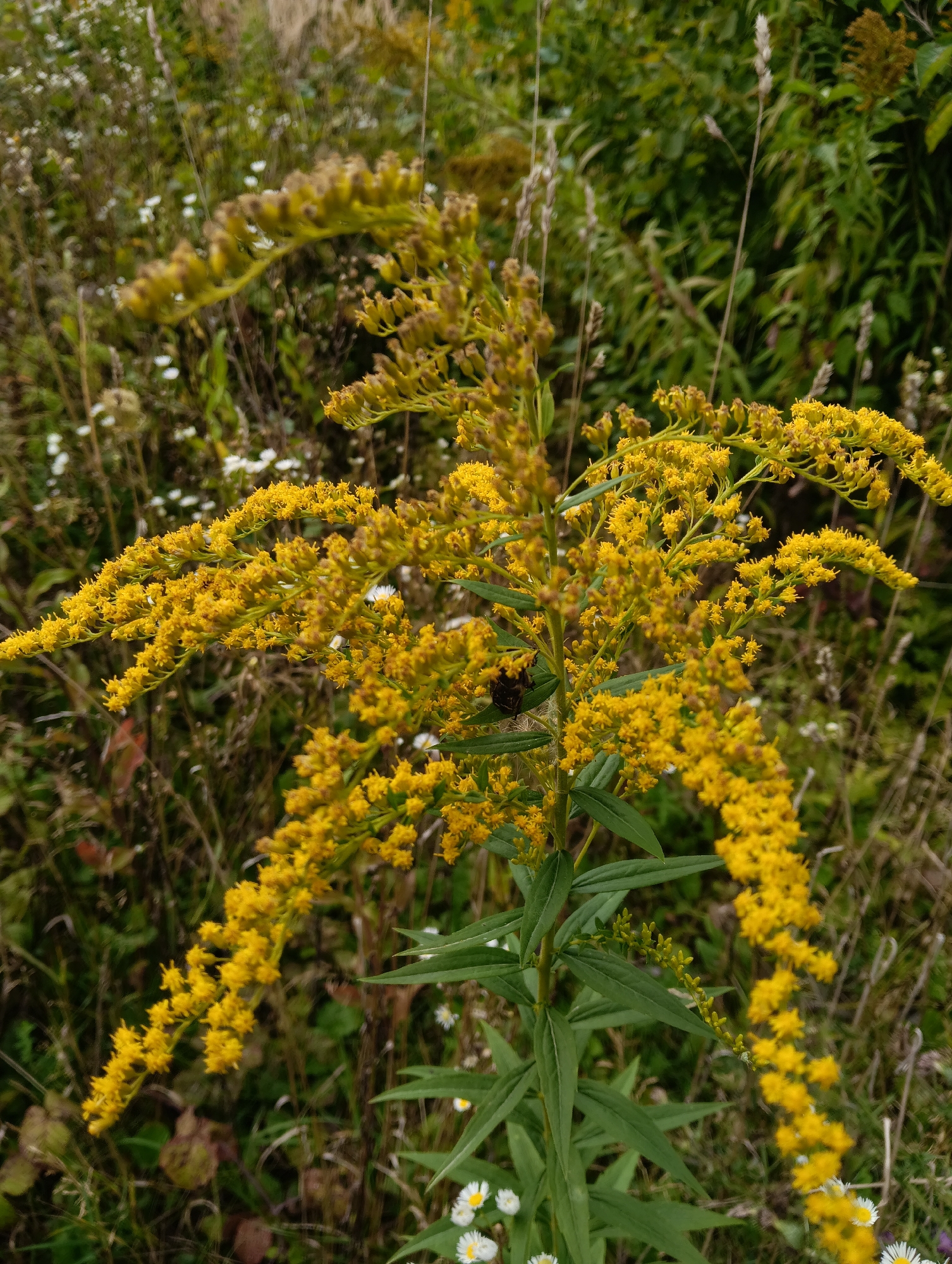 A close-up, eye-level shot features a tall stalk of goldenrod with numerous small yellow flowers. The plant is situated in a natural outdoor setting, likely a field or meadow. The background is a blur of green foliage, dry grasses, and some small white flowers, suggesting a wild or uncultivated area. A small dark insect is visible on one of the goldenrod stems. The lighting appears natural, possibly overcast or diffused sunlight. The image does not contain any recognizable landmarks or elements that would specifically place it in the city of Hrodna, Belarus; it depicts a generic natural landscape.