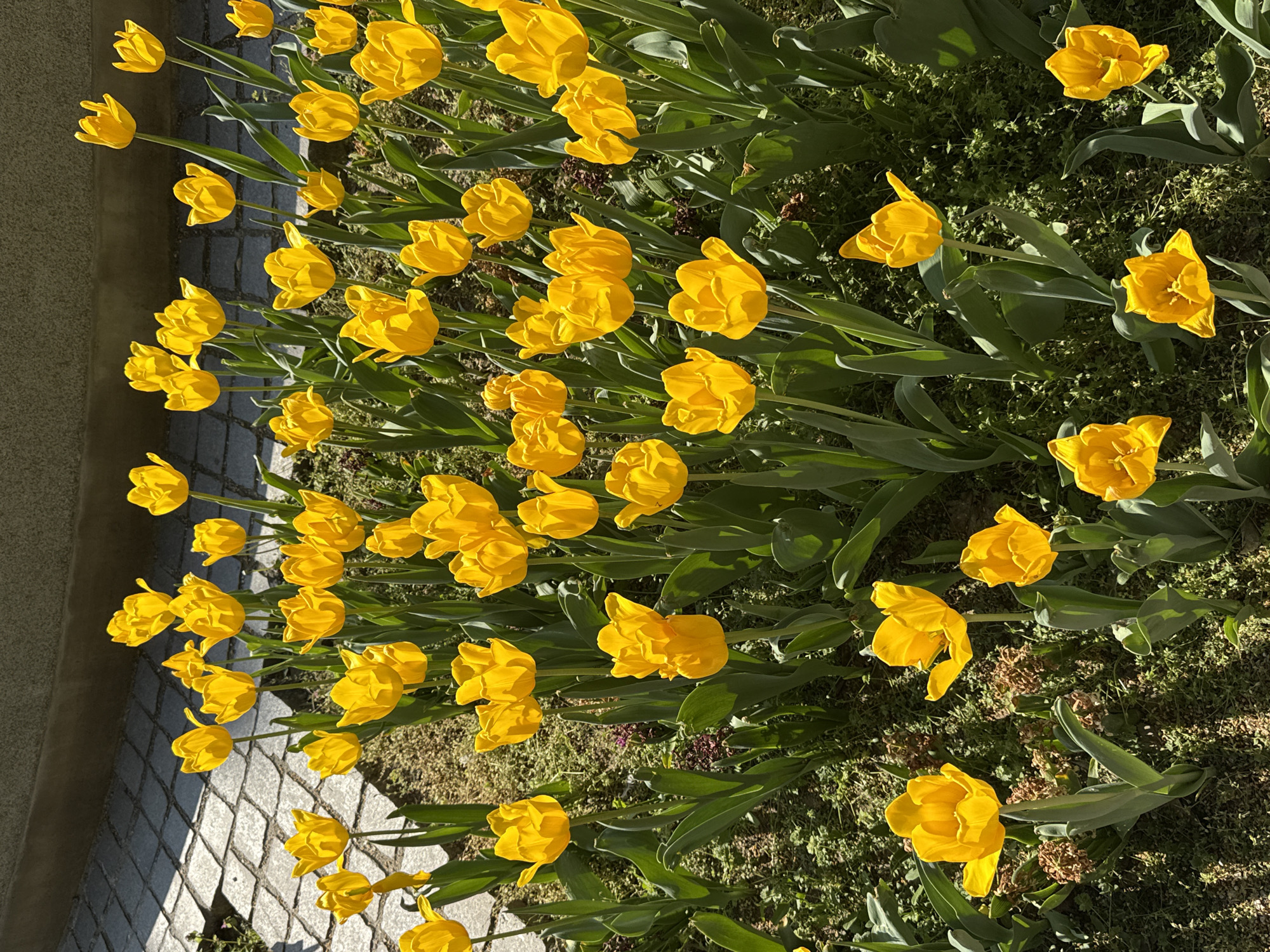 The image captures a vibrant display of numerous yellow tulips blooming in a garden bed, photographed from an elevated perspective with the scene oriented vertically. The bright yellow petals of the tulips stand out against the lush green leaves and underlying grass. Many of the flowers are fully open, showcasing their inner form, while others remain partially closed.
To the left of the dense cluster of tulips, a grey paved walkway with a distinct square or diamond pattern is visible, bordered by a darker grey concrete curb or low wall. Strong, defined shadows are cast by the flowers and foliage across both the grass and portions of the paved path, indicating bright, direct sunlight. This suggests the photograph was taken during a sunny morning or late afternoon. The overall impression is one of natural beauty and the freshness of spring. No people or visible text are present in the frame. The scene is likely a public garden or landscaped area, consistent with the provided location context of Trnava, Slovakia.