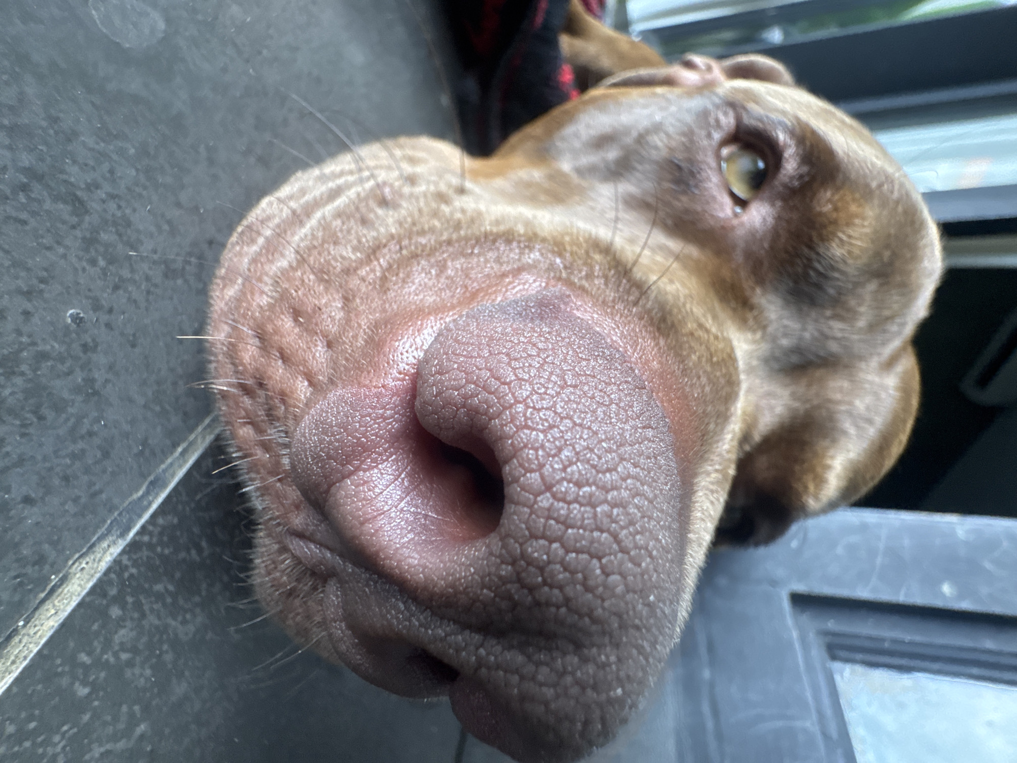 A close-up, high-angle shot focuses on the snout of a brown dog, likely a Vizsla. The large, pink, textured nose dominates the frame. One eye is visible, with a brown iris. A patch of red and black fabric is visible behind the dog's head. The dog appears to be resting its head on a dark gray surface, possibly a tiled floor or ledge. The background includes a glimpse of a window with horizontal blinds. The location in the city of Mengwi, Indonesia is not confirmed in the image.