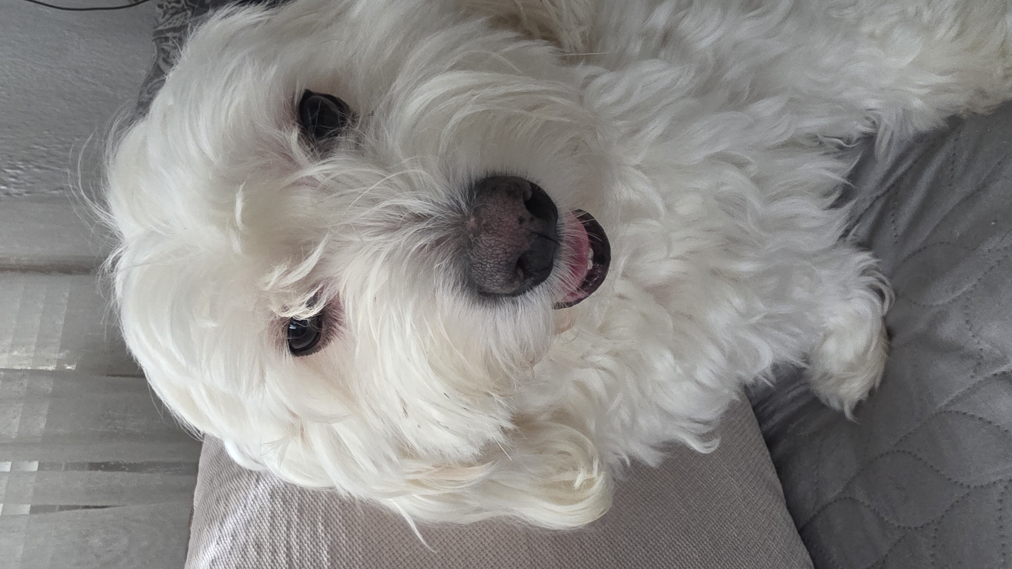 A close-up, rotated image captures a white, fluffy dog, likely a Maltese or a similar breed, resting on a light-colored, soft fabric surface, possibly a cushion or bed. The dog's head is tilted, presenting its dark, round eyes and prominent black nose. Its mouth is slightly open, revealing a glimpse of its pink tongue, suggesting a relaxed or comfortable state, possibly light panting. The dog's thick white fur dominates the frame, appearing soft and well-groomed.
The background on the left side of the image features a lighter, textured element, resembling a window blind or curtain with horizontal lines. To the right and below the dog's body, a gray, quilted fabric surface is visible, adding to the domestic setting. The overall scene conveys a sense of comfort and tranquility within an indoor environment. The image is taken in Blagoevgrad, Bulgaria. No text is visible.