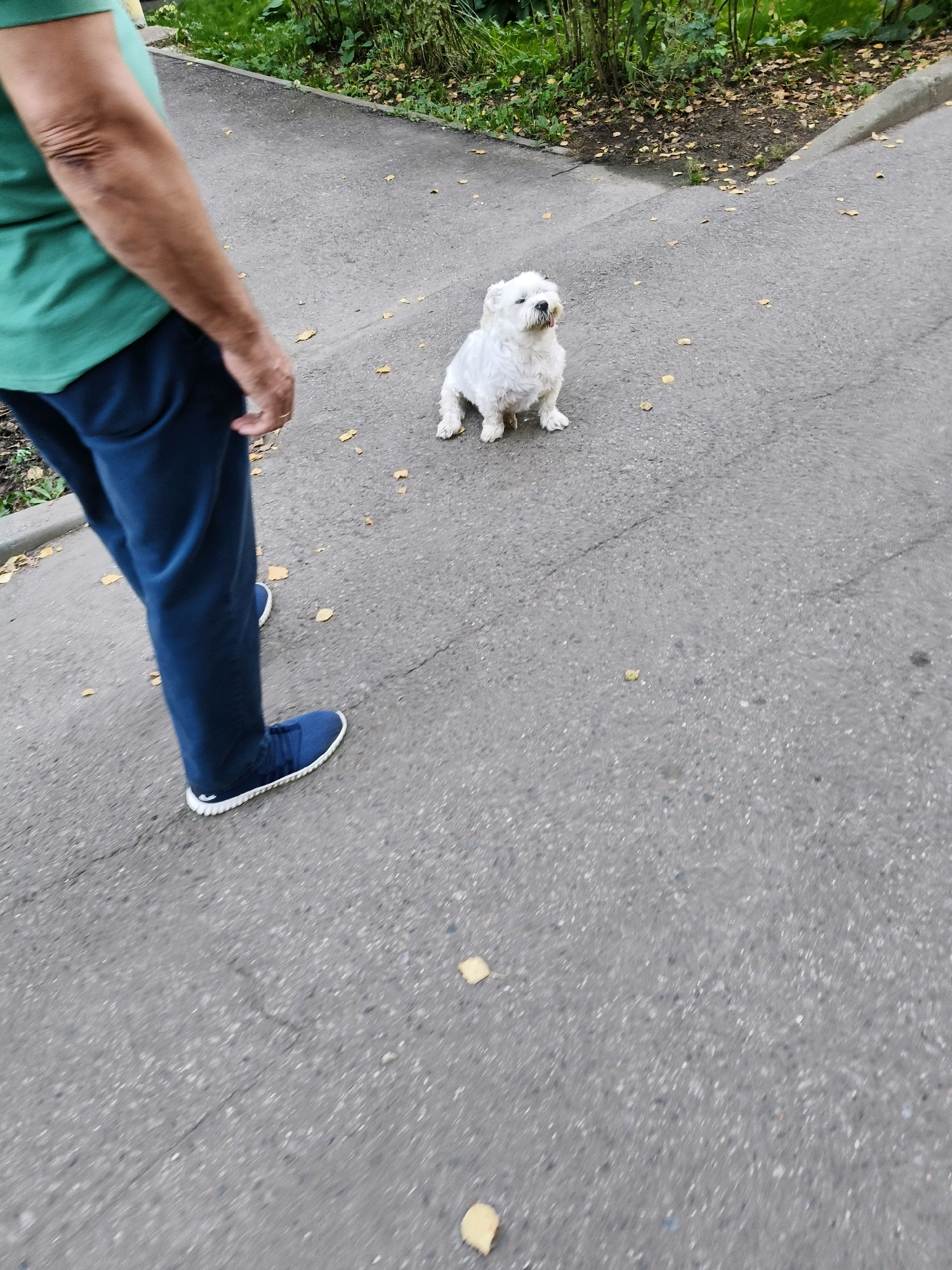 An outdoor, ground-level, eye-level, medium shot captures a person and a small white dog on a paved pathway. The person, visible from the waist down, wears a green t-shirt and dark blue pants with blue sneakers. Their left leg is bent as if walking. The dog, a fluffy white West Highland Terrier, sits patiently on the pathway, looking up towards the person with its tongue slightly out. The pathway is gray asphalt with visible cracks and scattered yellow leaves. To the left of the pathway, there is a curb and a patch of green grass with some fallen leaves. Further back, lush green bushes and trees create a natural backdrop. The scene appears to be a park or a quiet street.