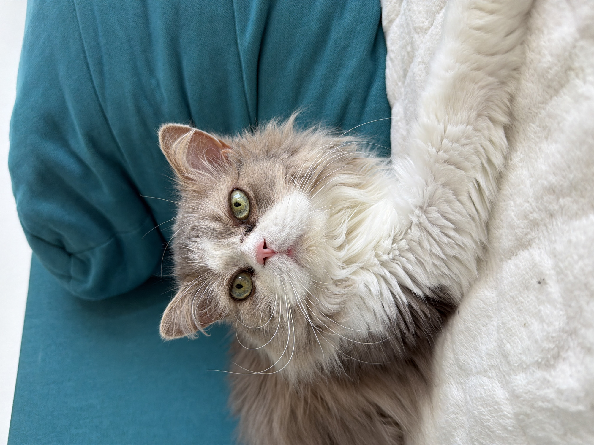 A fluffy, long-haired cat with green eyes and a pink nose is lying on a white, textured blanket. The cat is predominantly white with patches of light brown and gray fur, particularly on its head and back. Its front right paw is extended forward, resting on the blanket. Behind the cat is a large, teal-colored cushion with visible folds and texture. The background is a solid teal color, suggesting the cat is indoors on a couch or bed. The image is captured from a slightly elevated angle, focusing on the cat's face and upper body. There is no indication of the city of Budva, Montenegro in the image.