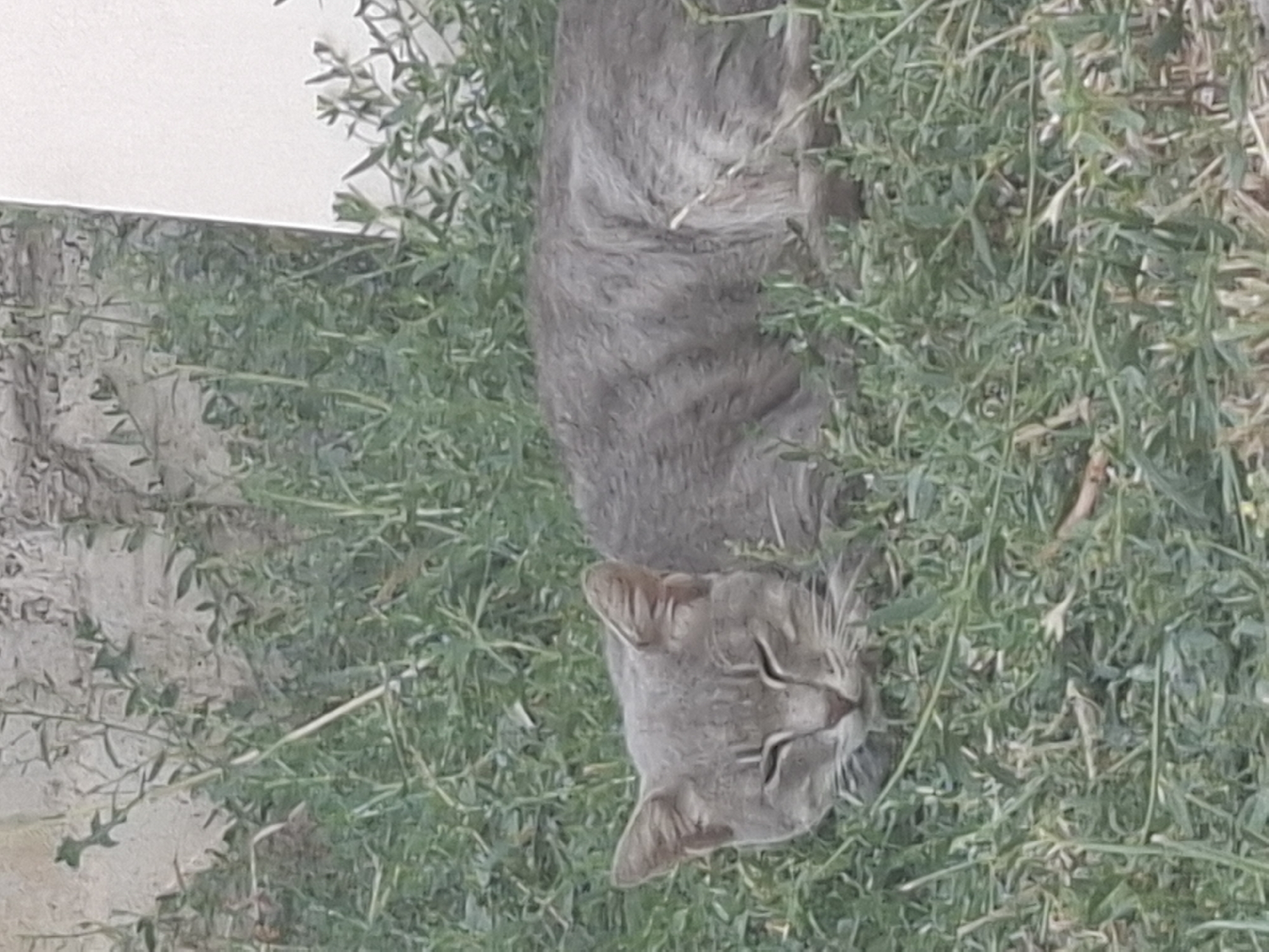 A grey cat is lying down in green grass. The cat is on its side with its head slightly raised. The cat's eyes are closed. The grass is tall and appears to be a bit dry. In the background, there is a light-colored wall. The scene appears to be outdoors in Almaty, Kazakhstan, possibly in a garden or park.