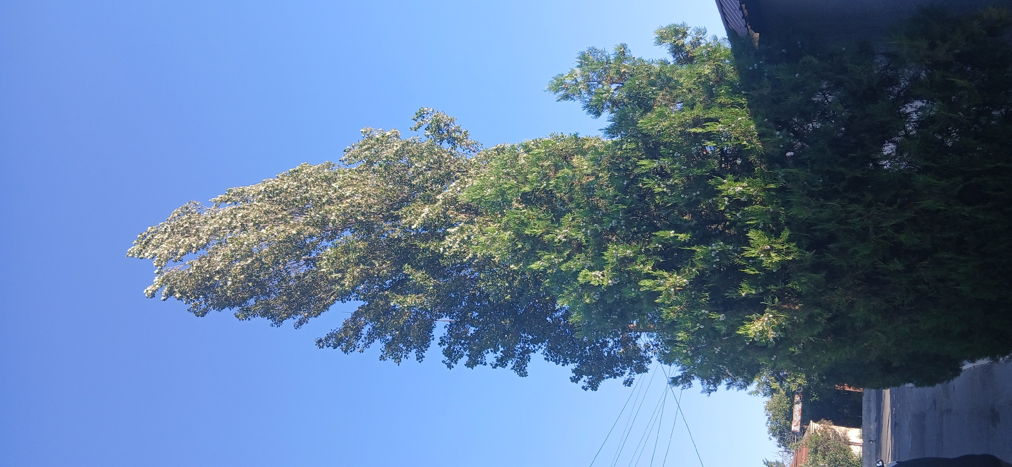 In Kurbanov, Uzbekistan, a tall, slender tree with dense green foliage stands against a clear blue sky. The tree's upper portion is covered in white, fluffy material, possibly cottonwood seeds or blossoms, giving it a lighter appearance. In front of this prominent tree, a larger, more broadly spread evergreen tree with darker green, feathery leaves forms a significant visual mass. This evergreen has small, light-colored berries or cones scattered throughout its branches. Behind the evergreen, the tops of buildings with reddish-brown roofs and some other trees are visible. Power lines traverse the upper left portion of the image. To the left, a paved road and the side of a white vehicle are partially visible, along with the dark sleeve of a person standing near the vehicle. The scene appears to be set in a residential area under bright daylight conditions.