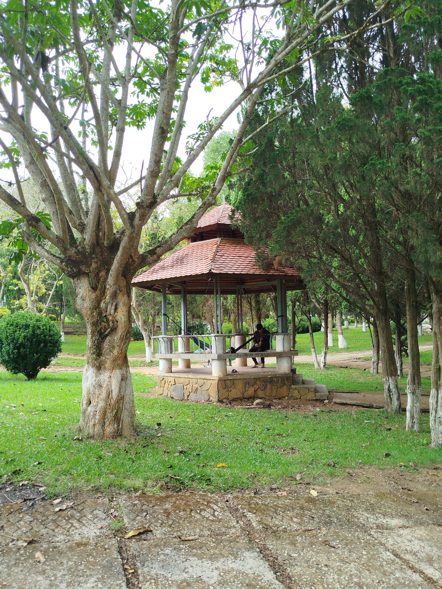 The image depicts a park scene in Da Lat, Vietnam. In the center of the frame, a red-tiled gazebo stands on a stone platform, surrounded by trees and green grass. A person is seated inside the gazebo, with objects including sandals and a bag nearby. A large, bare-branched tree dominates the left side of the frame, while evergreen trees line the right side. A small, round shrub is visible in the background. The foreground features a cracked concrete path, indicating wear. The overall environment suggests a tranquil, well-maintained park.