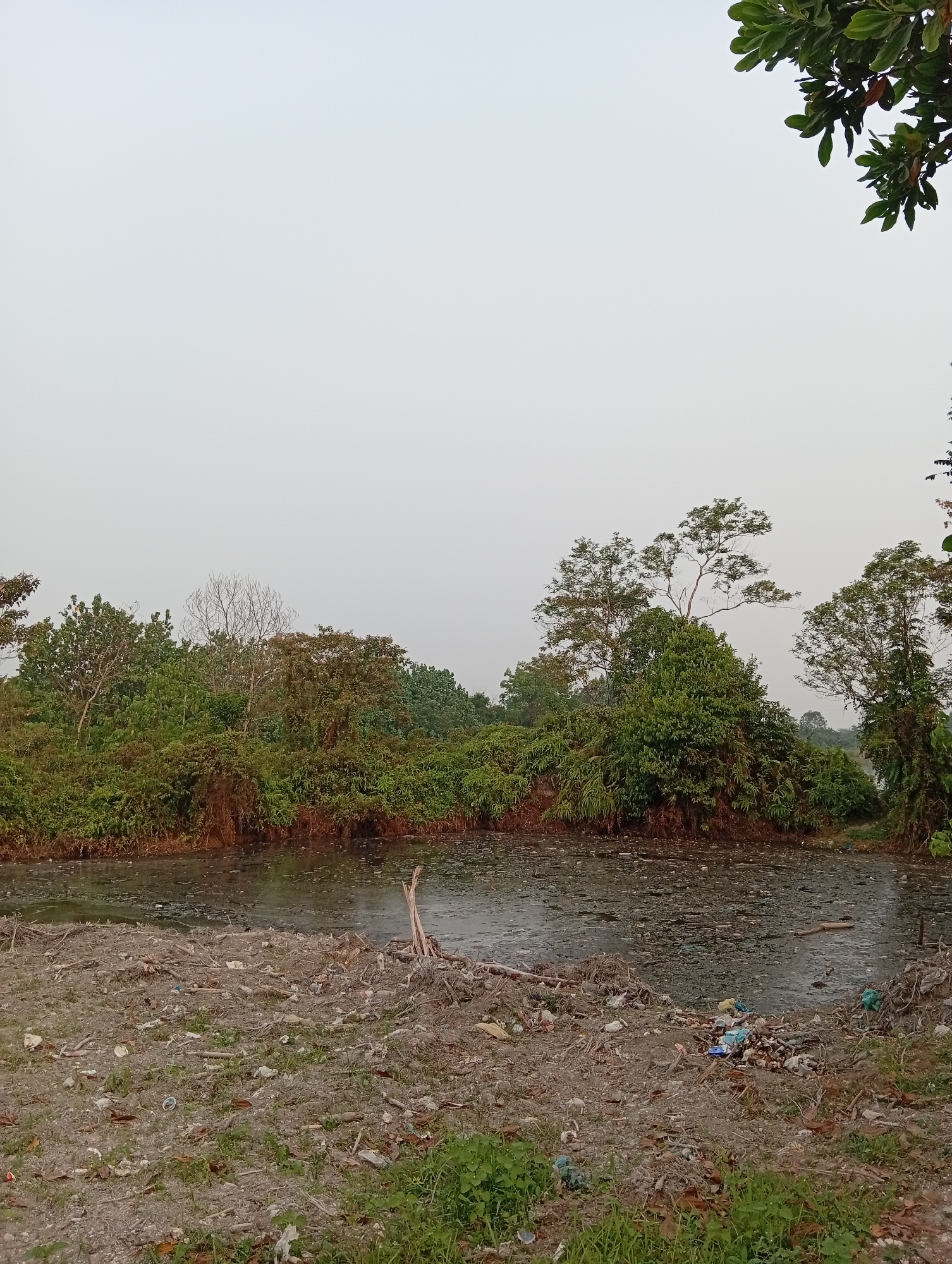A body of stagnant, murky water, heavily polluted with visible debris and trash, dominates the foreground and middle ground of the image. The water's surface is disturbed by ripples and appears to have a greenish-brown film on it. Along the banks of the water, particularly in the foreground, is a large accumulation of refuse, including plastic bottles, bags, and other scattered garbage. Dry branches and organic matter are also present on the shore.
Behind the polluted water, a dense line of lush green foliage and trees forms a natural barrier. These trees vary in height and density, with some appearing to be larger and more mature than others. One tree in the background, located towards the left, is bare and appears dead, with a network of skeletal branches against the sky. The sky itself is overcast and pale, suggesting a hazy or cloudy day. In the upper right corner of the image, the leaves of a tree are visible, partially obscuring the sky.
The scene depicts a natural environment that has been significantly impacted by pollution. The location is identified as Kualu, Indonesia. There are no people or animals visible in the image, nor are there any discernible actions or interactions taking place. The focus is solely on the environmental degradation and the contrasting natural landscape.