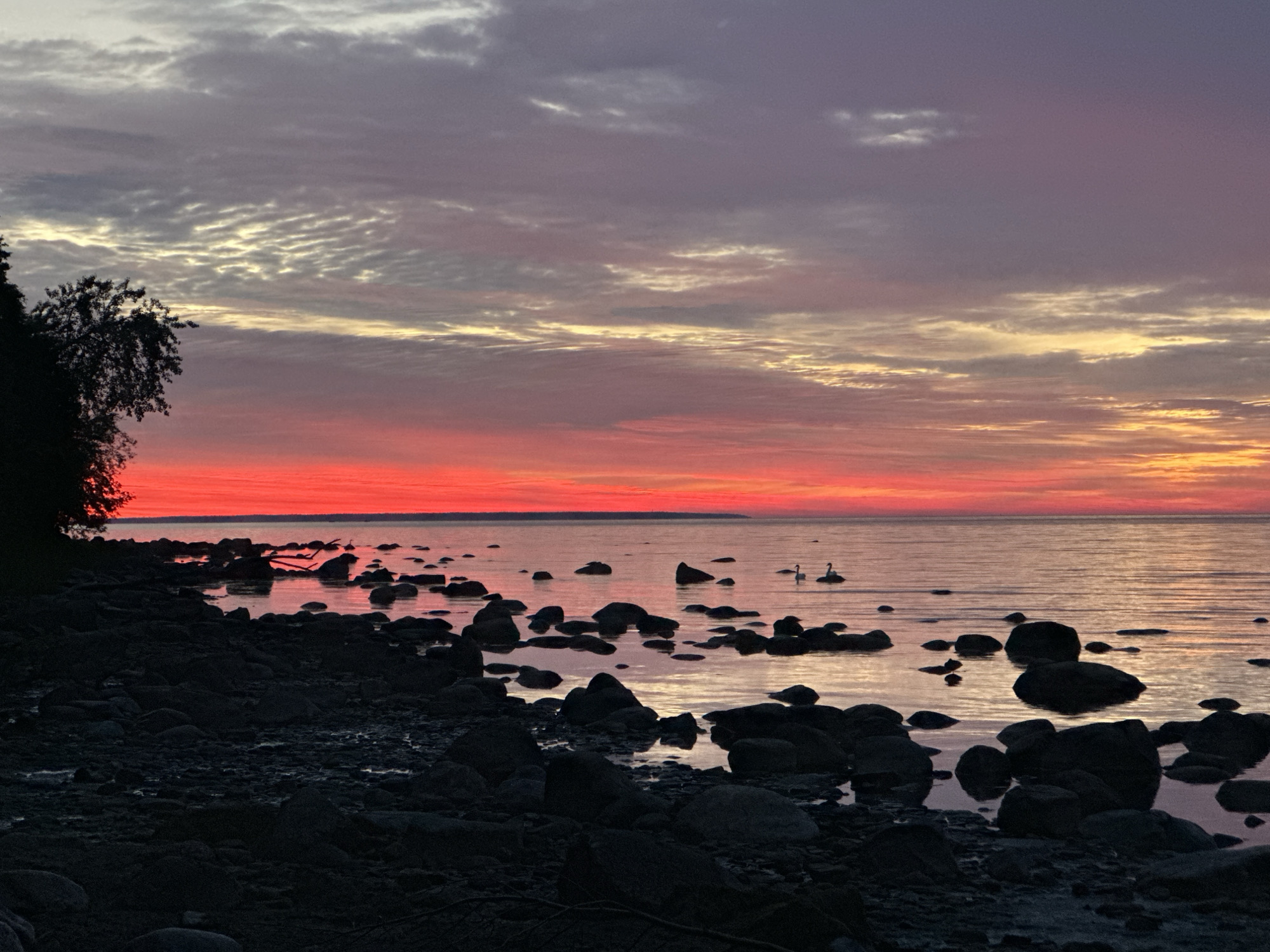 The image captures a serene seascape at twilight. The sky is painted with vibrant hues of pink and orange, transitioning to purple and gray clouds above. The sea is calm, reflecting the colorful sky. A rocky shoreline is visible in the foreground, with numerous dark, rounded stones scattered across it and partially submerged in the water. A silhouette of a tree is on the left side of the frame. In the distance, on the water, two swans are gracefully swimming. The overall scene suggests a peaceful and natural setting. This image was taken in Tallinn, Estonia, specifically along the coast of Pirita, near the Tallinn TV tower, where such rocky shorelines and expansive sea views are characteristic.